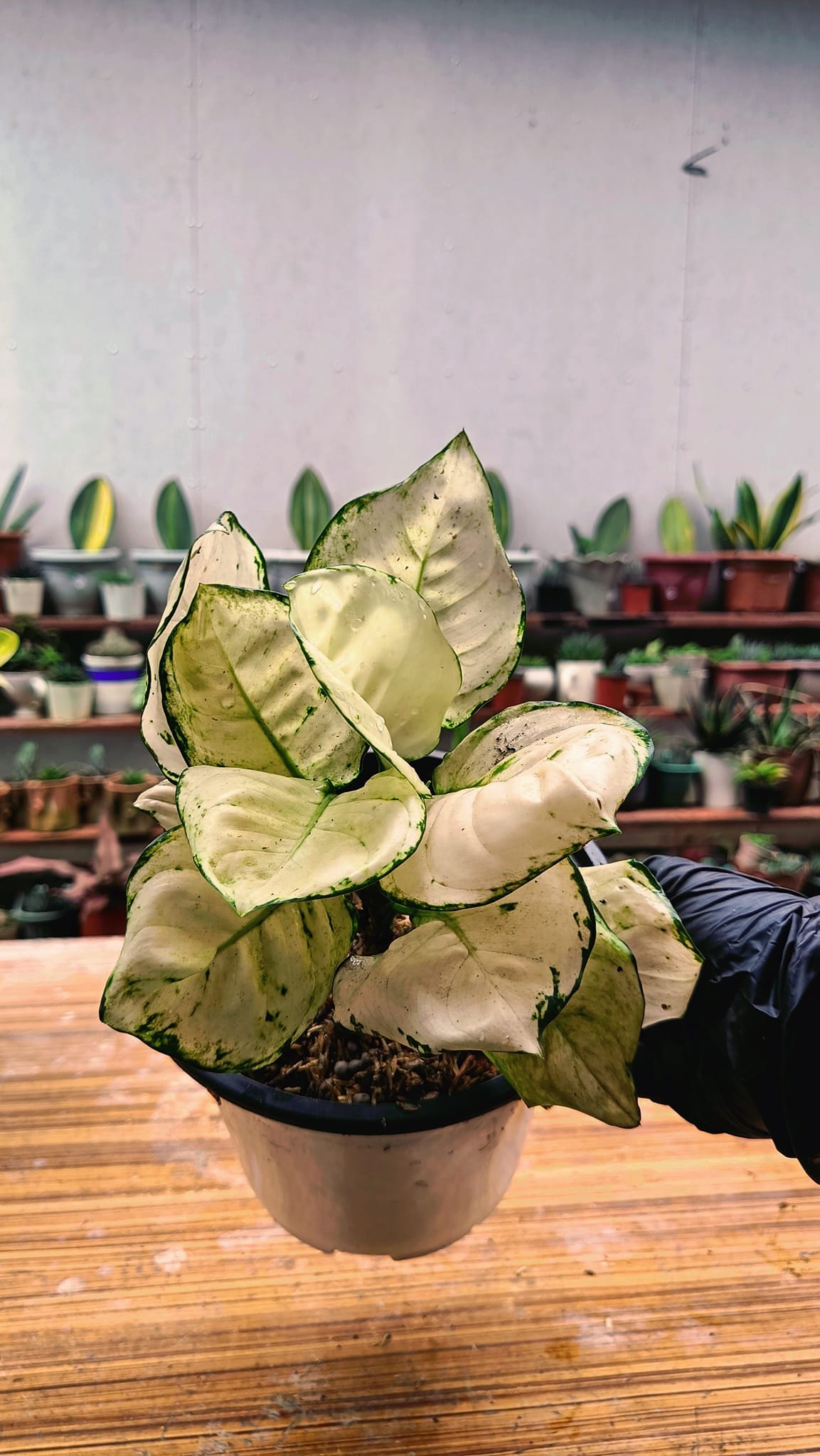 Growing strong, growing beautiful—Aglaonema Harley Quinn
