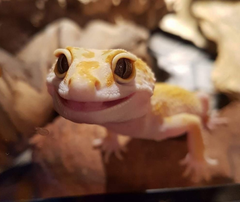 Toothless-Geckos added a new photo. - Toothless-Geckos