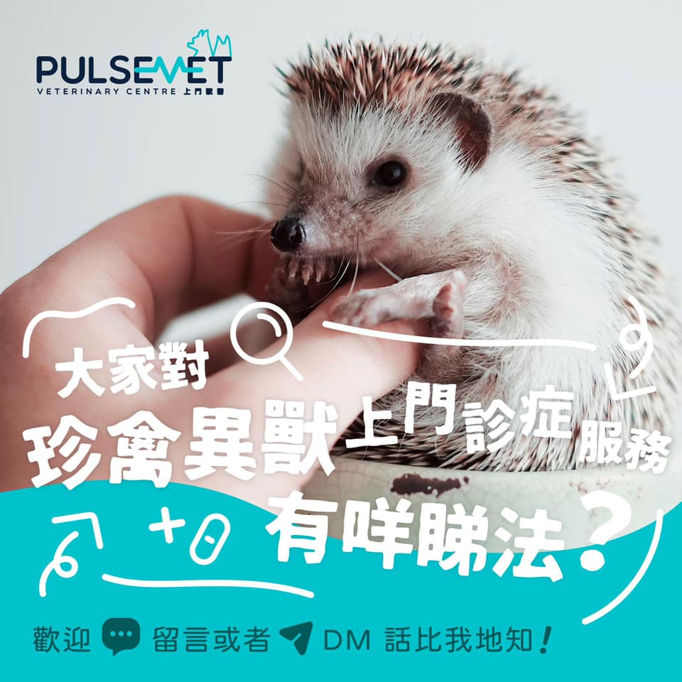 Pulsevet - 🐶🐱🐭🐹🐰🐥🦅🐢🐍🐠🦮🐩🐈🦜 Exotic Rodent Reptiles Animal friend coming ...