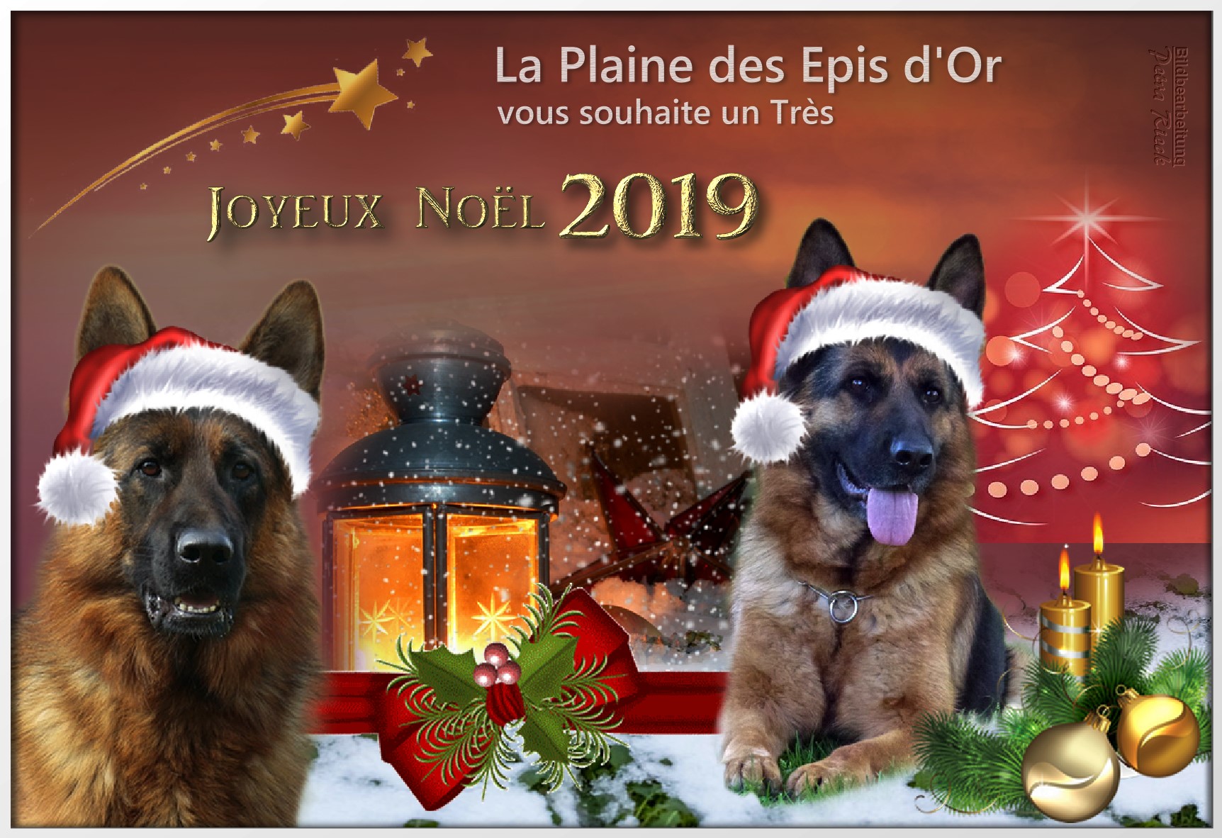 Elevage De La Plaine Des Epis D Or