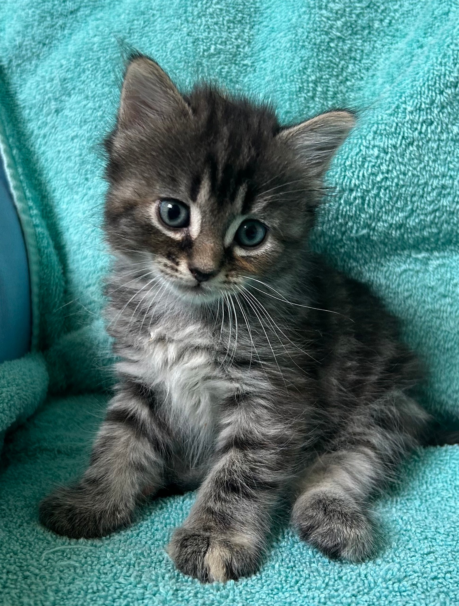 Quality - Her name is Daytona. She is one of the long haired patch ...