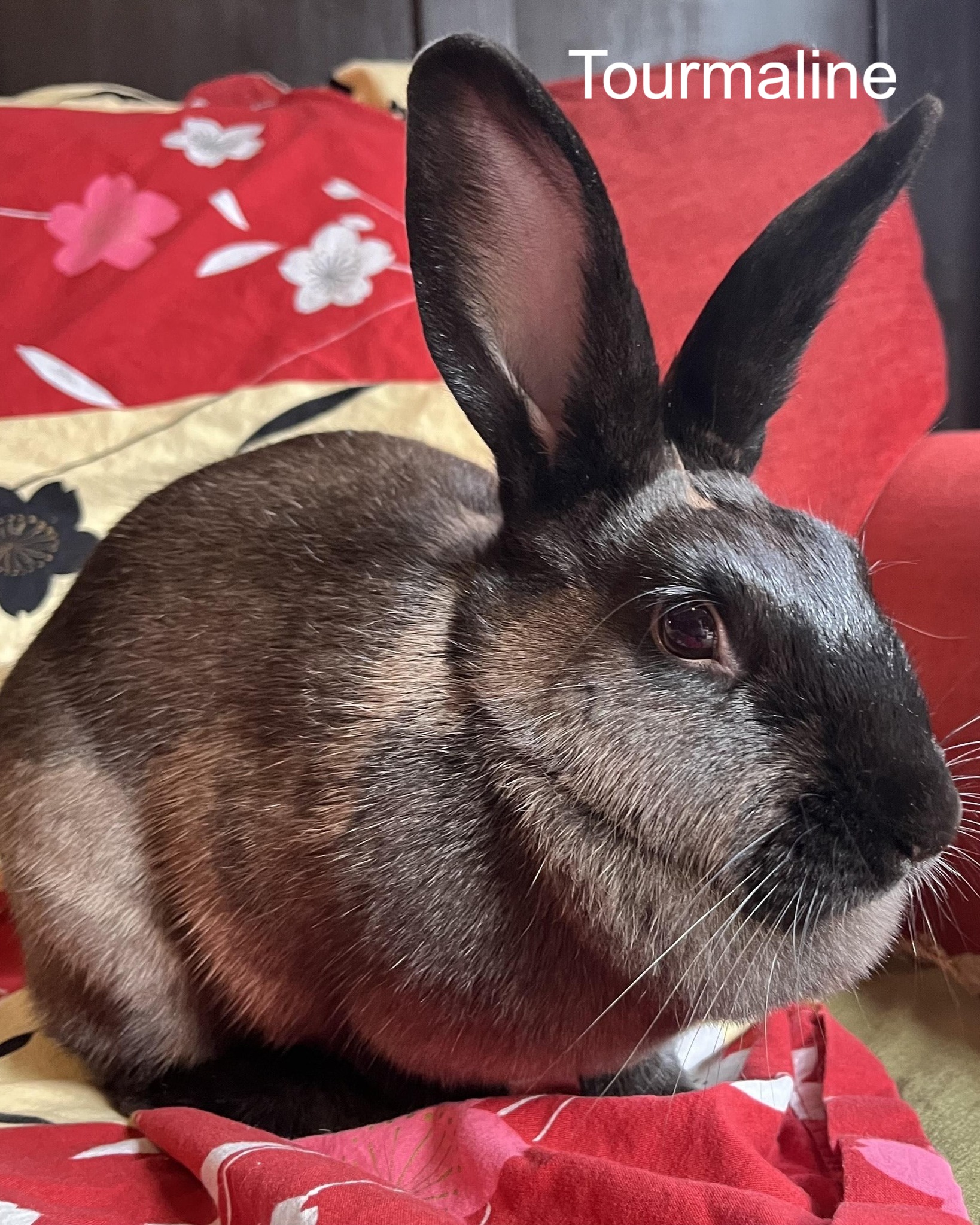 East Bay Rabbit Rescue | Livermore CA