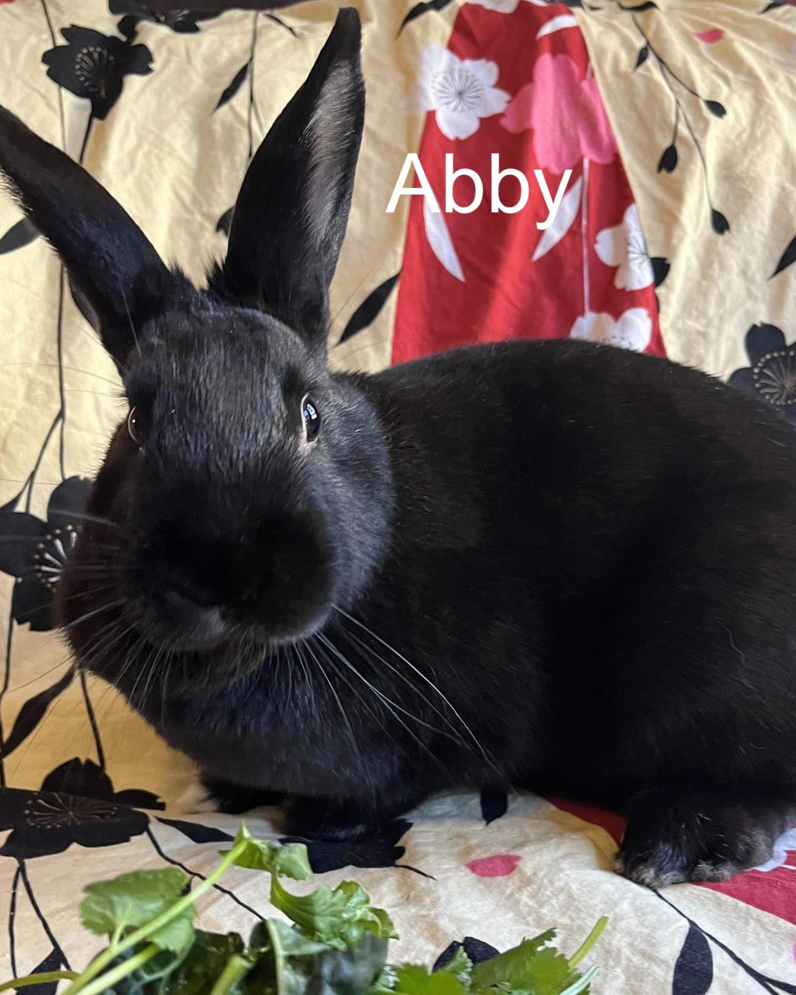 East Bay Rabbit Rescue | Livermore CA
