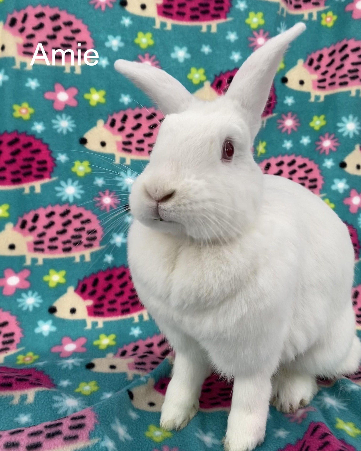 East Bay Rabbit Rescue | Livermore CA
