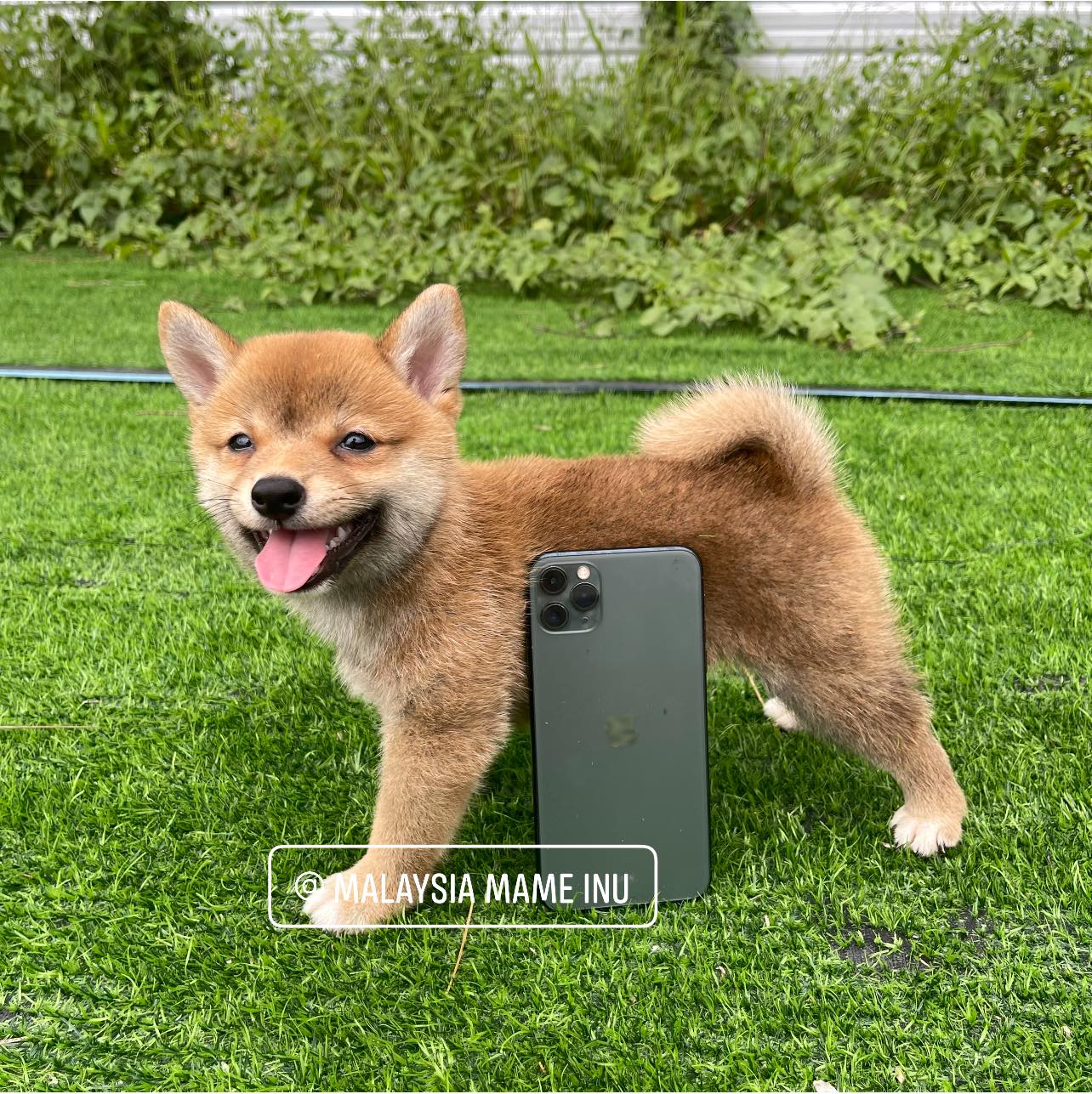 极小豆柴 2 5months Vs Iphone 11 Pro Malaysia Mame Inu Facebook