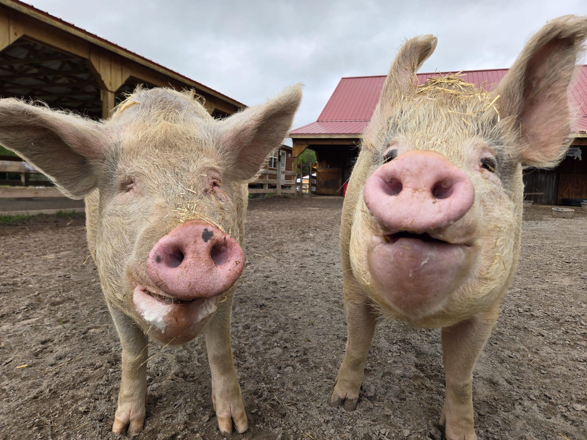 Arthur's Acres Animal... - Arthur's Acres Animal Sanctuary