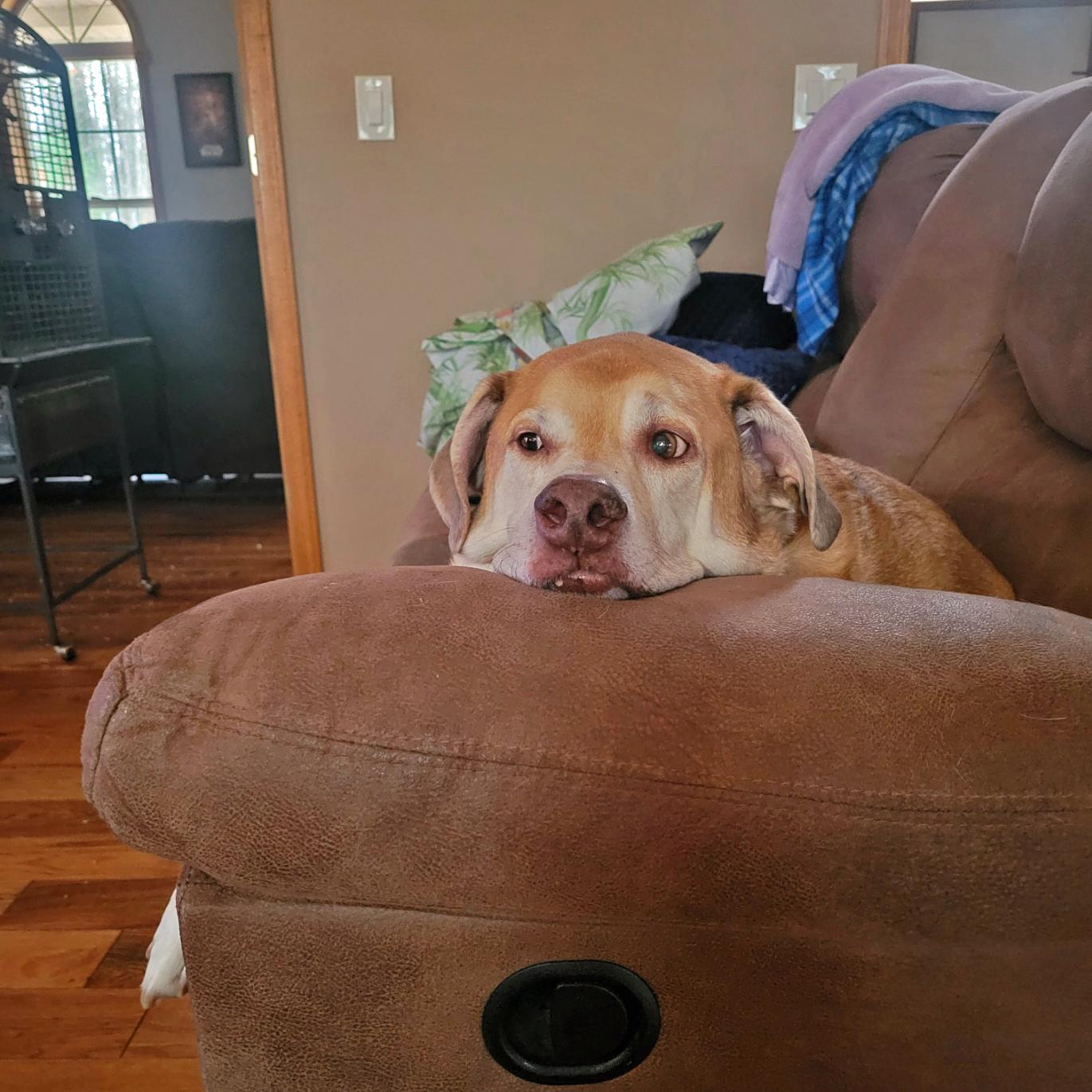 Meet Tukker, a... - Brookline Labrador Retriever Rescue