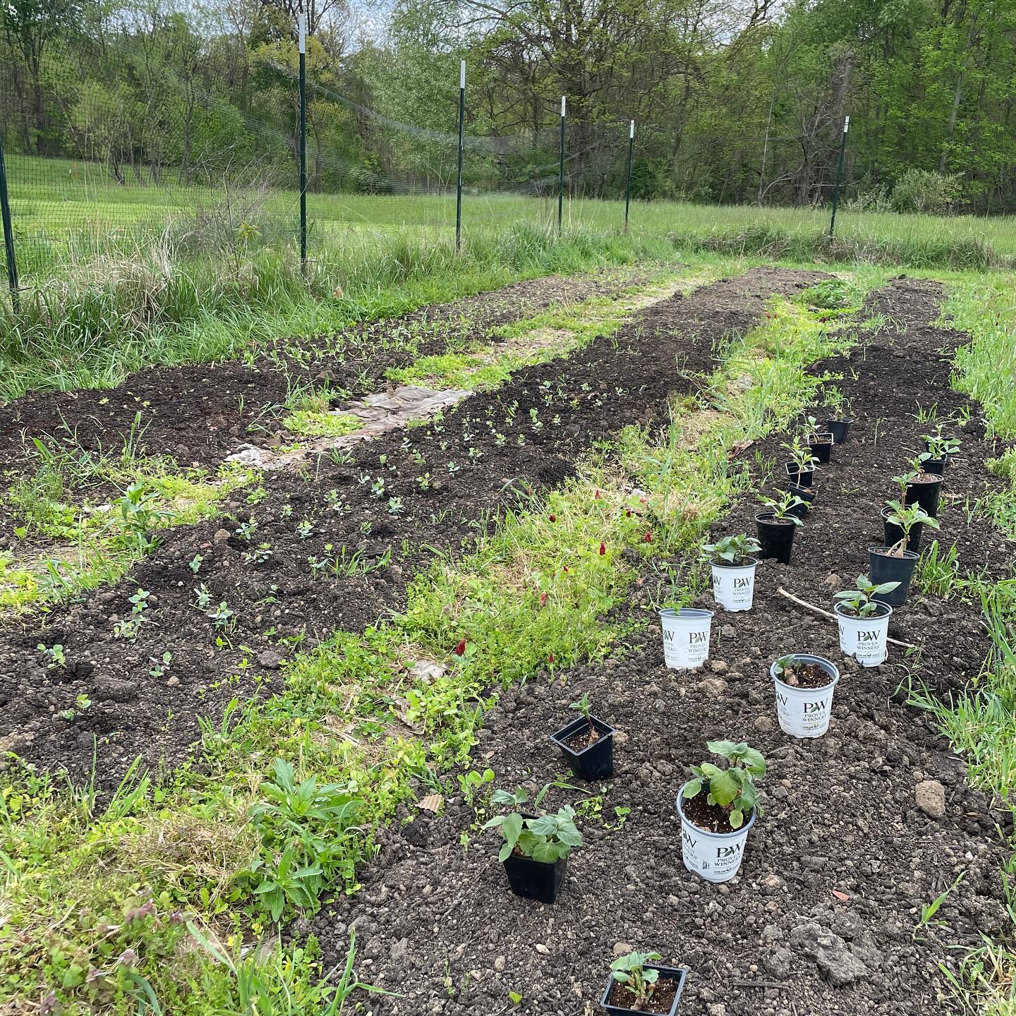 Backfield Flower Farm | Columbus IN