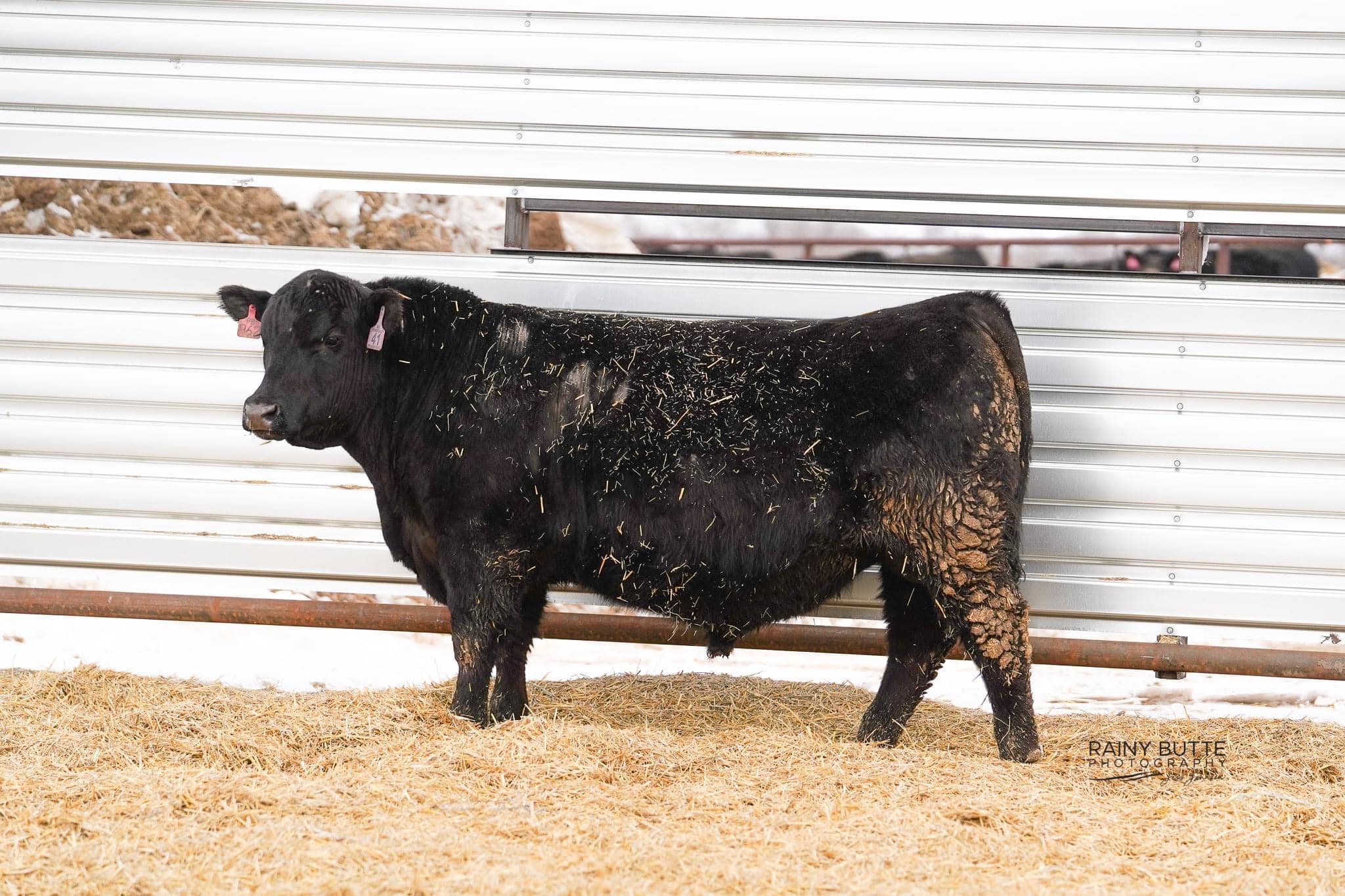 RWR Angus Ranch - 💥 We still have a handful of private...