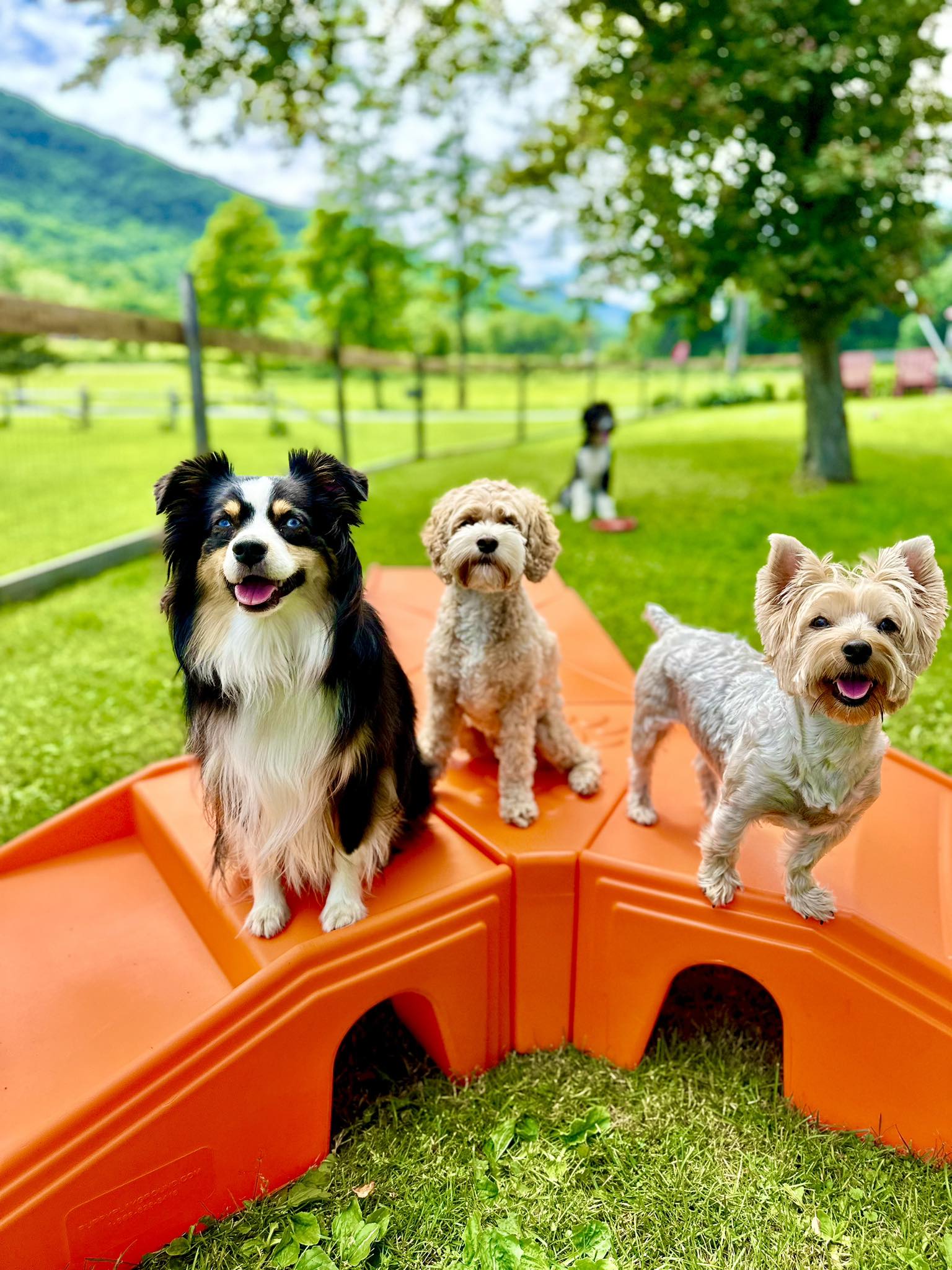 Brook Run Dog Retreat | Waterbury VT