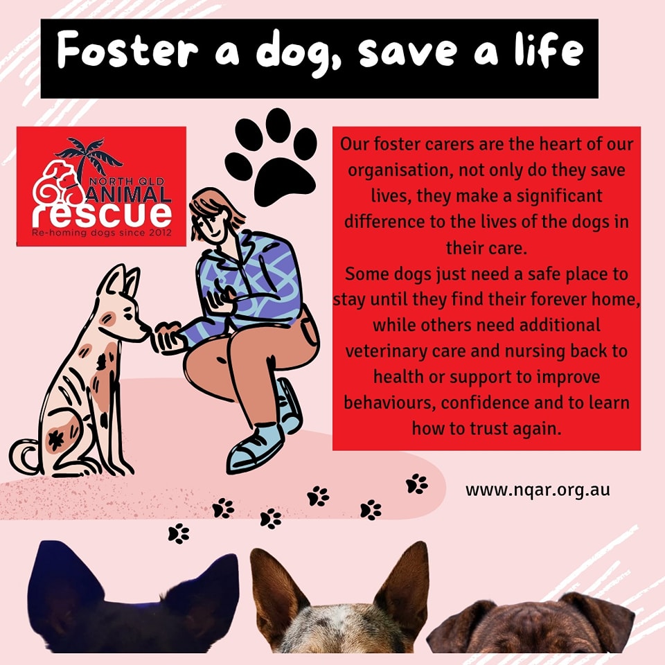 North - North Queensland Animal Rescue places all dogs into approved ...