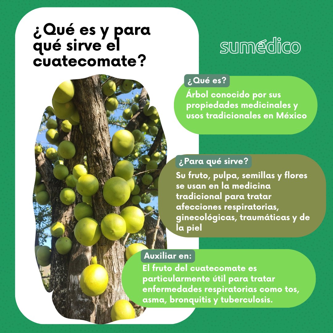 sumedico.com - 🌿 ¿Has oído hablar del cuatecomate? 🌳 Este... | Facebook