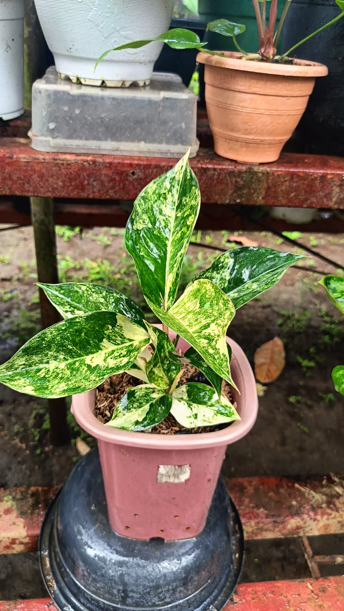 Aglaonema Siam Jade Variegata