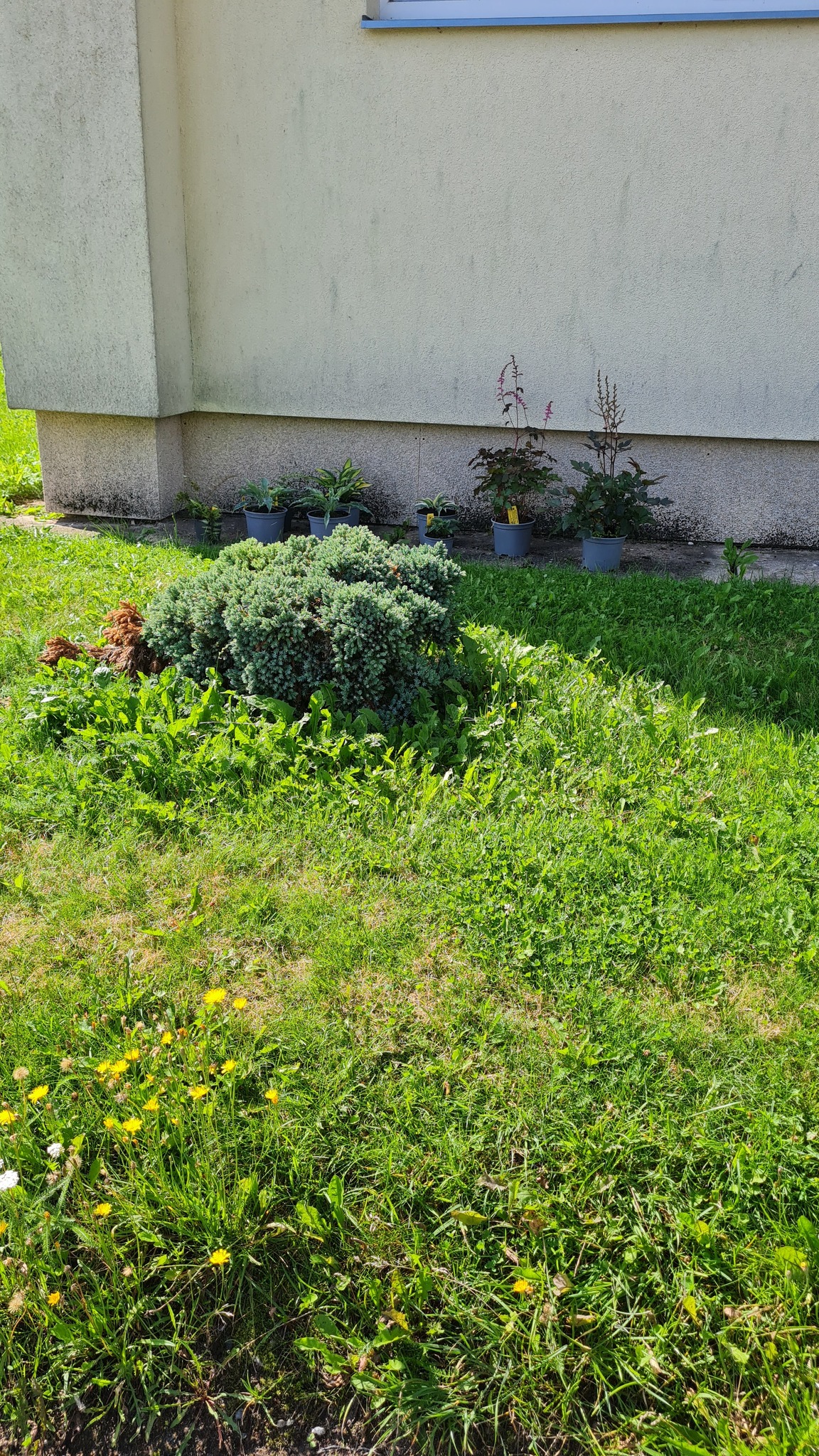 Estmulch - Värviline multš sobib kõikjale! Kaunistab aeda ja ...