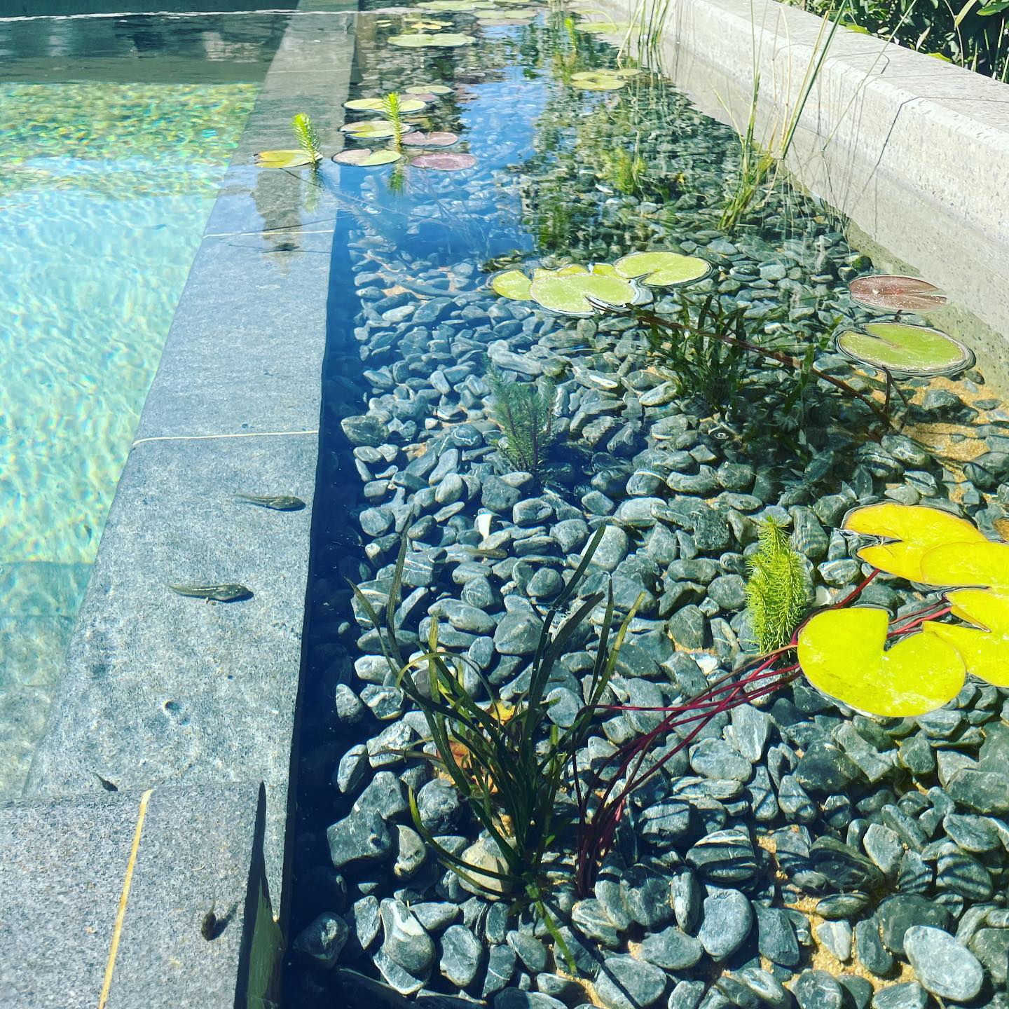 Landscape West- Natural Pools | Perth WA