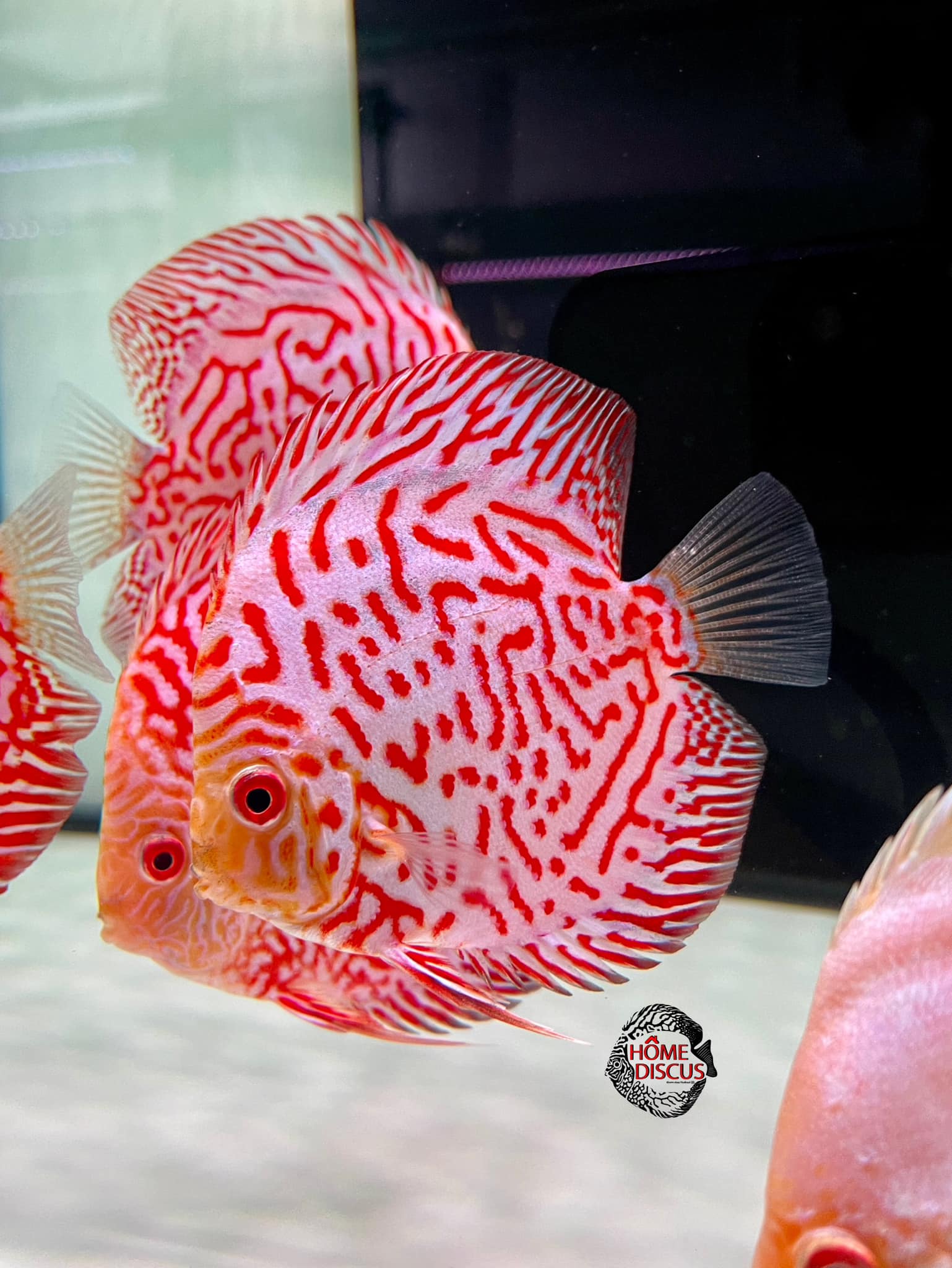 Home Discus - Red Map 3.5