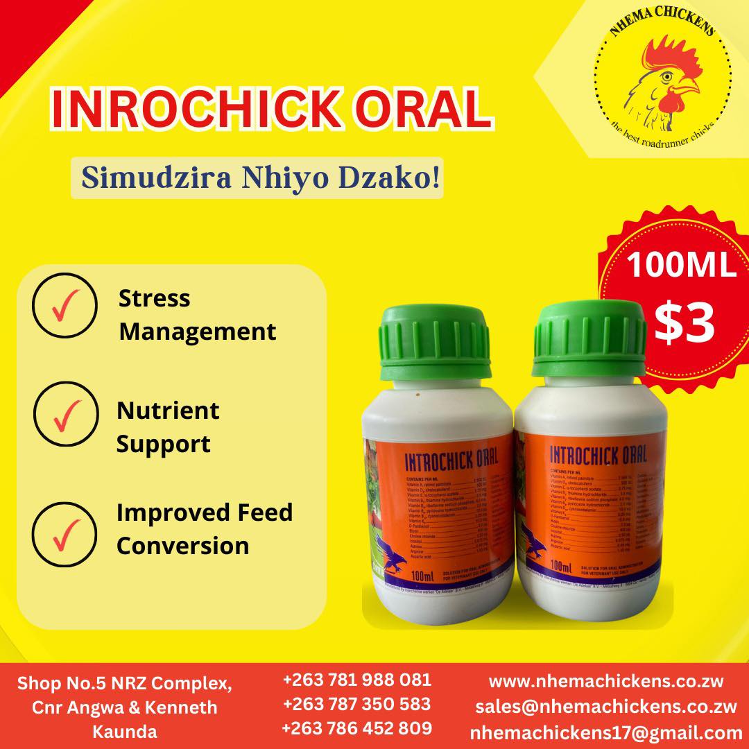 🌟 Give Your Chicks the Best... - Nhemachickens & Hatcheries | Facebook