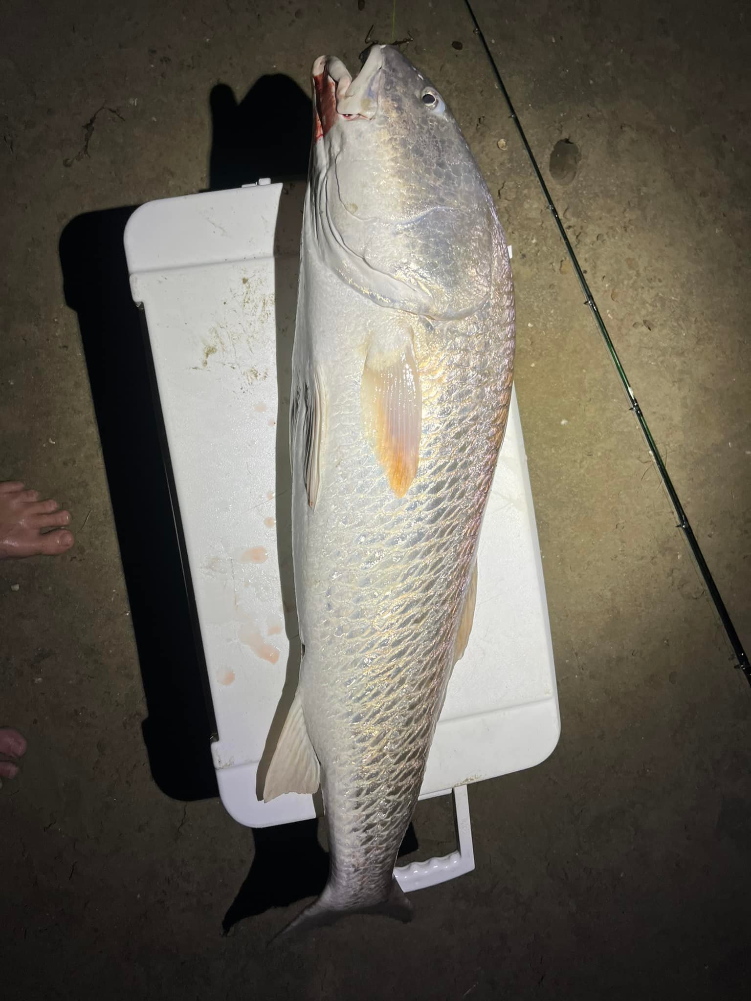 d wave saltwater spinning combos D-Wave Combo Daiwa put this ready Essentials Bass Clipart, Smallmouth Bass Variant:8000