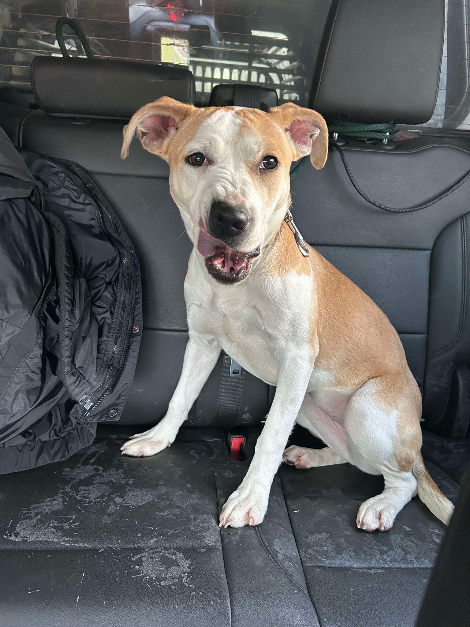 Lafayette Indiana Lost and Found Pets | Facebook