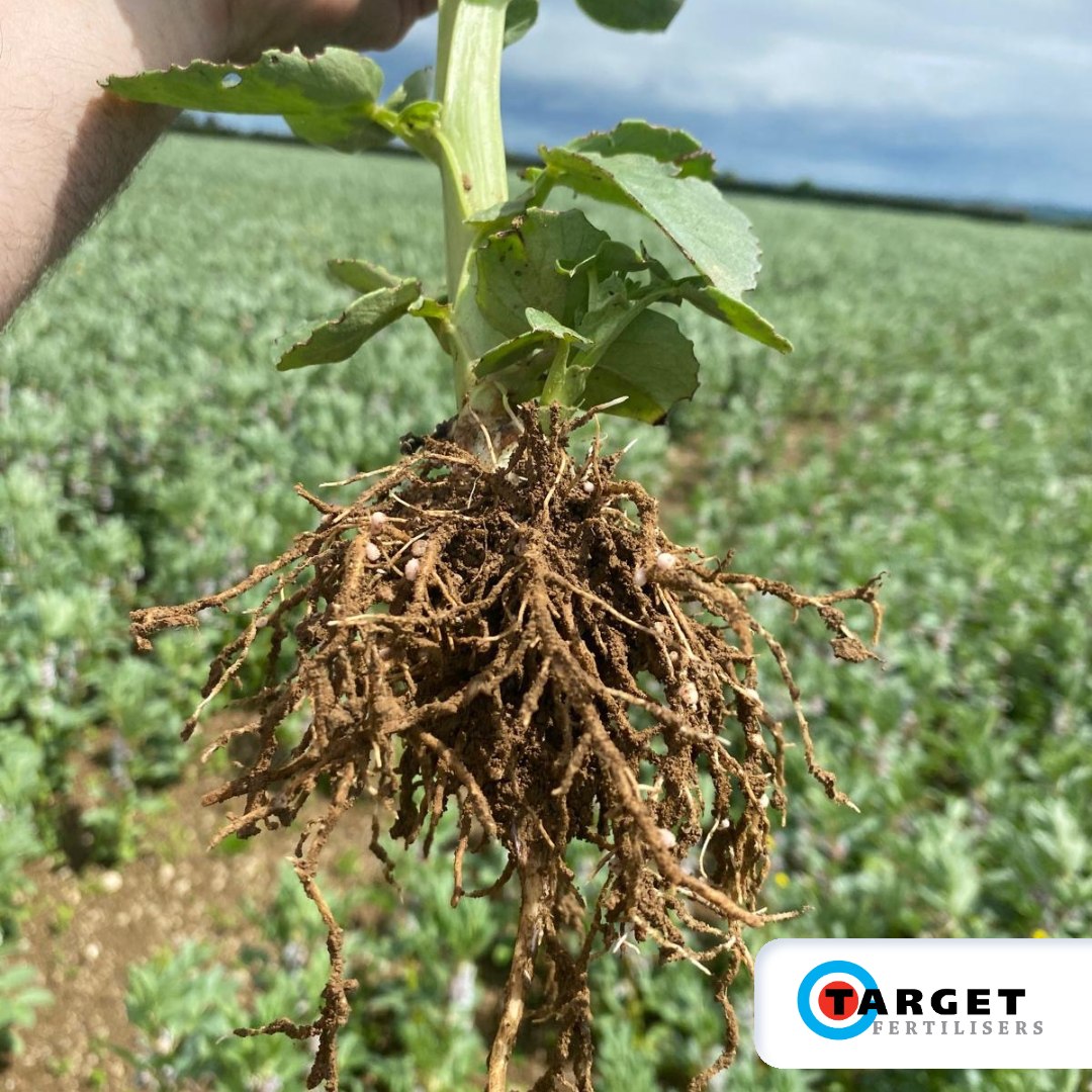 Target Fertilisers