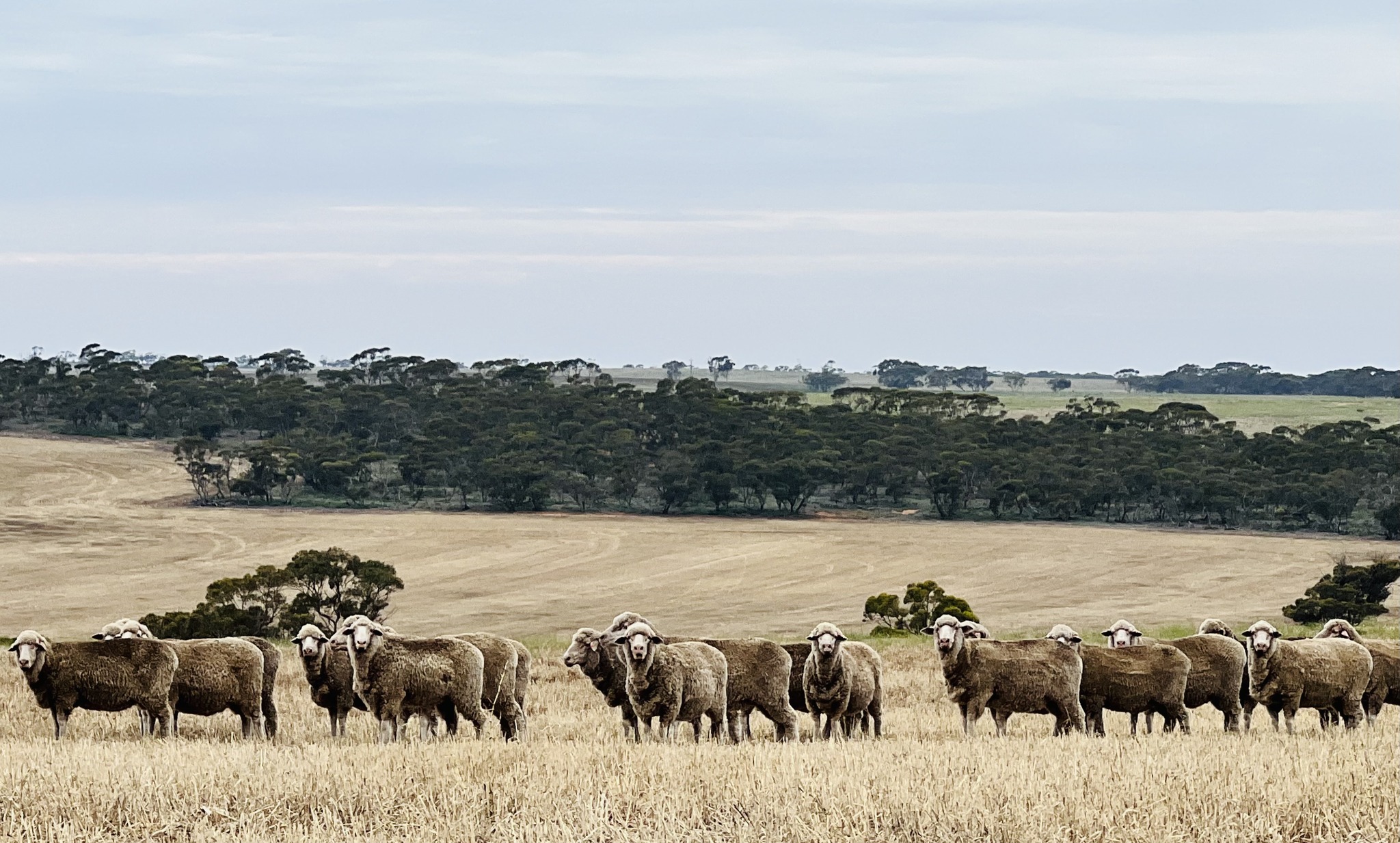 Wallaloo Park Merino Stud... - Wallaloo Park Merino Stud