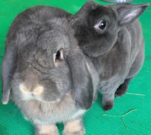 Romeo and Juliet have a big... - Rabbit Rescue of MN | Facebook