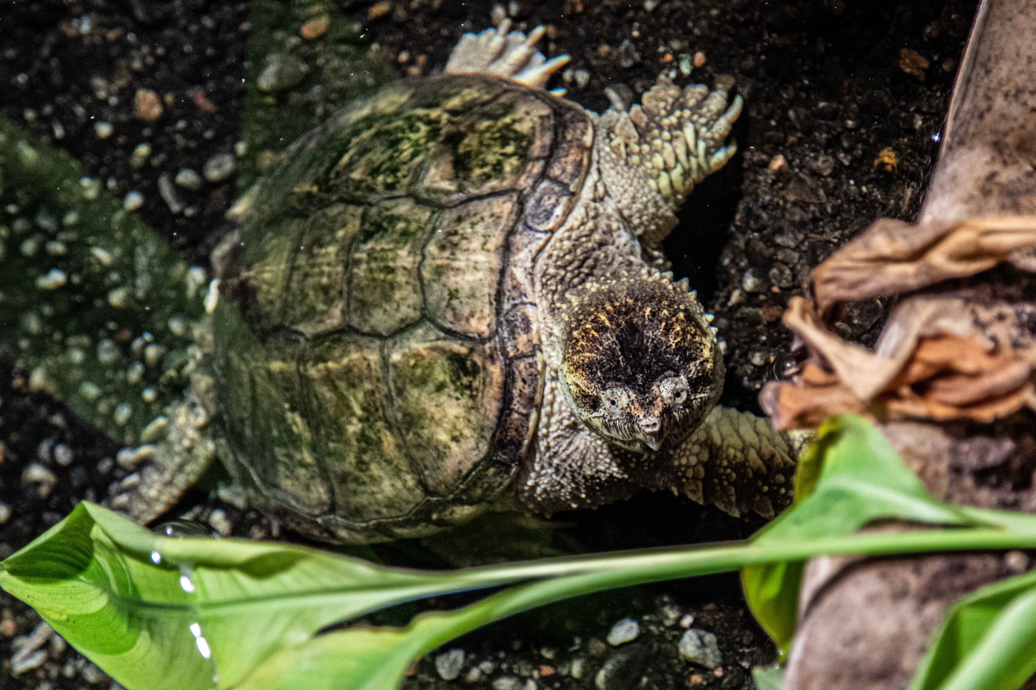 The Toronto Zoo - We are happy to welcome three new turtle... | Facebook