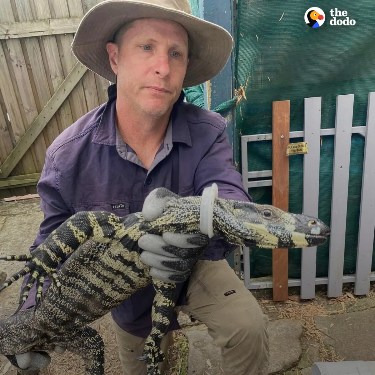 The Dodo - This poor lizard was found with a plastic ring... | Facebook
