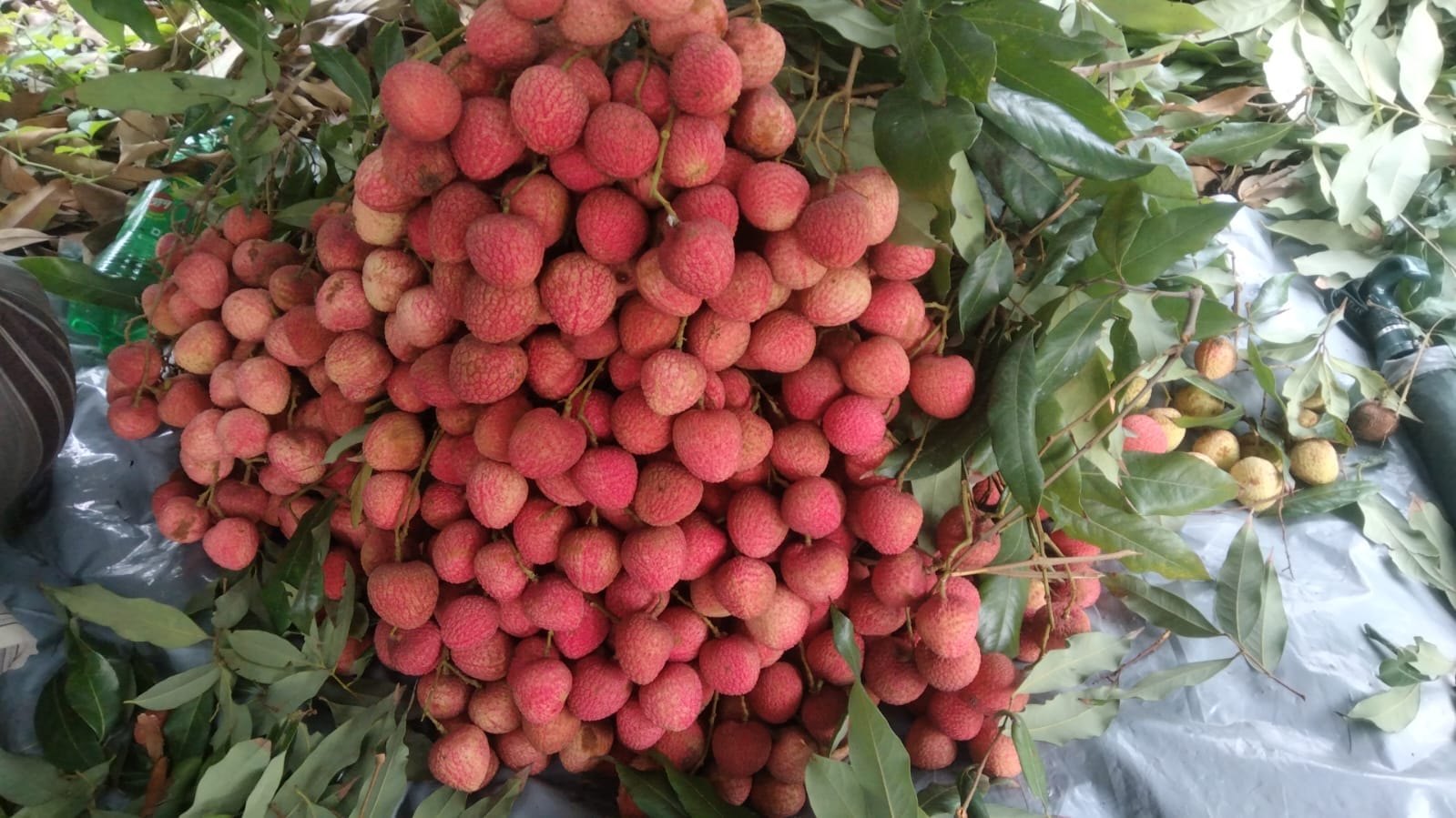 Mango raj