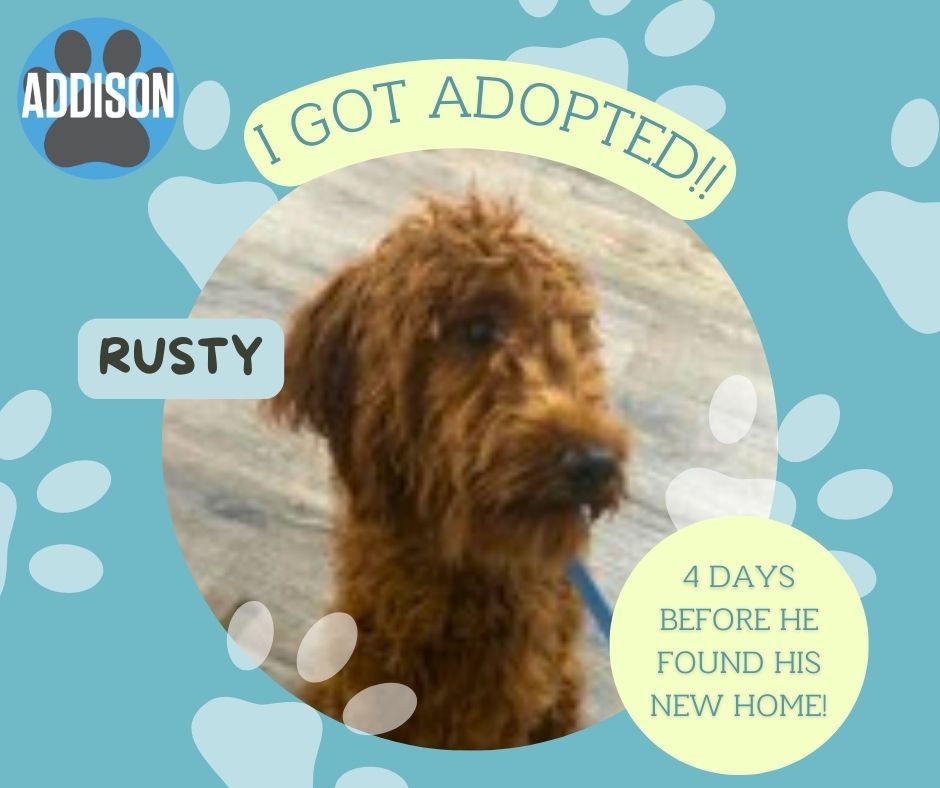 Town - Congratulations on Rusty for getting adopted! #adoptme #AdoptMe ...