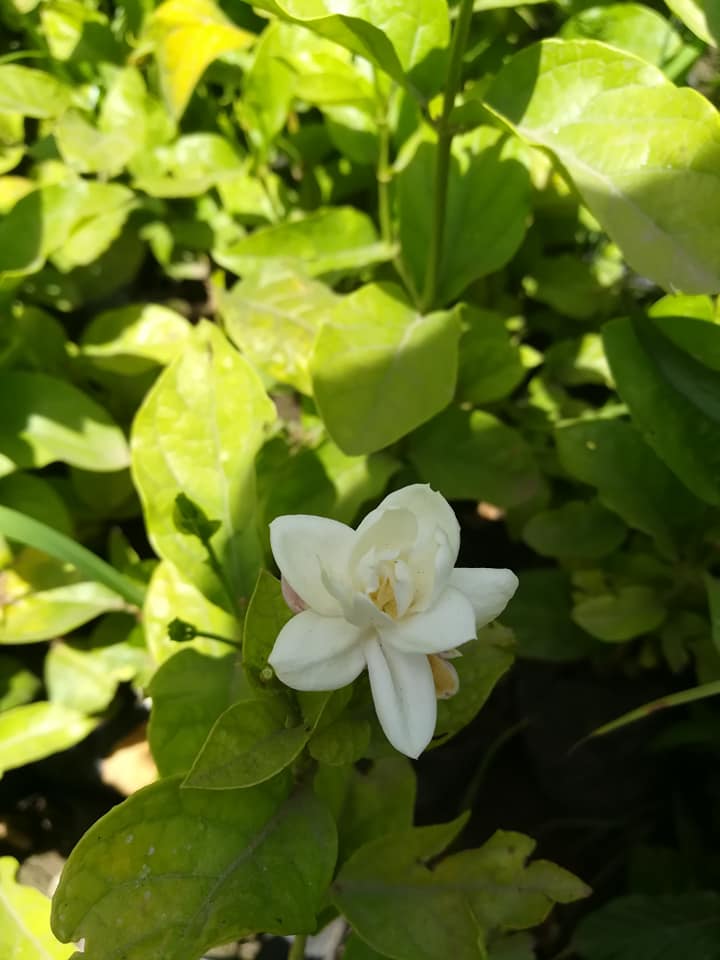 Flower | Mansoura