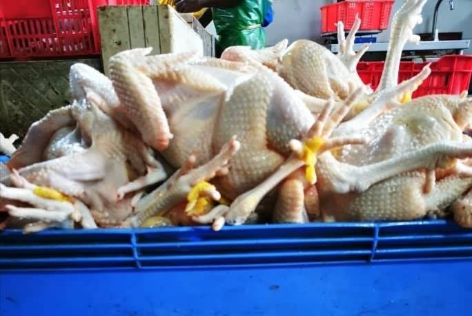 光颈鸡/荷兰鸡 (Quality). 簡單清蒸就非常好吃.... - DD Fresh Frozen Seafood | Facebook