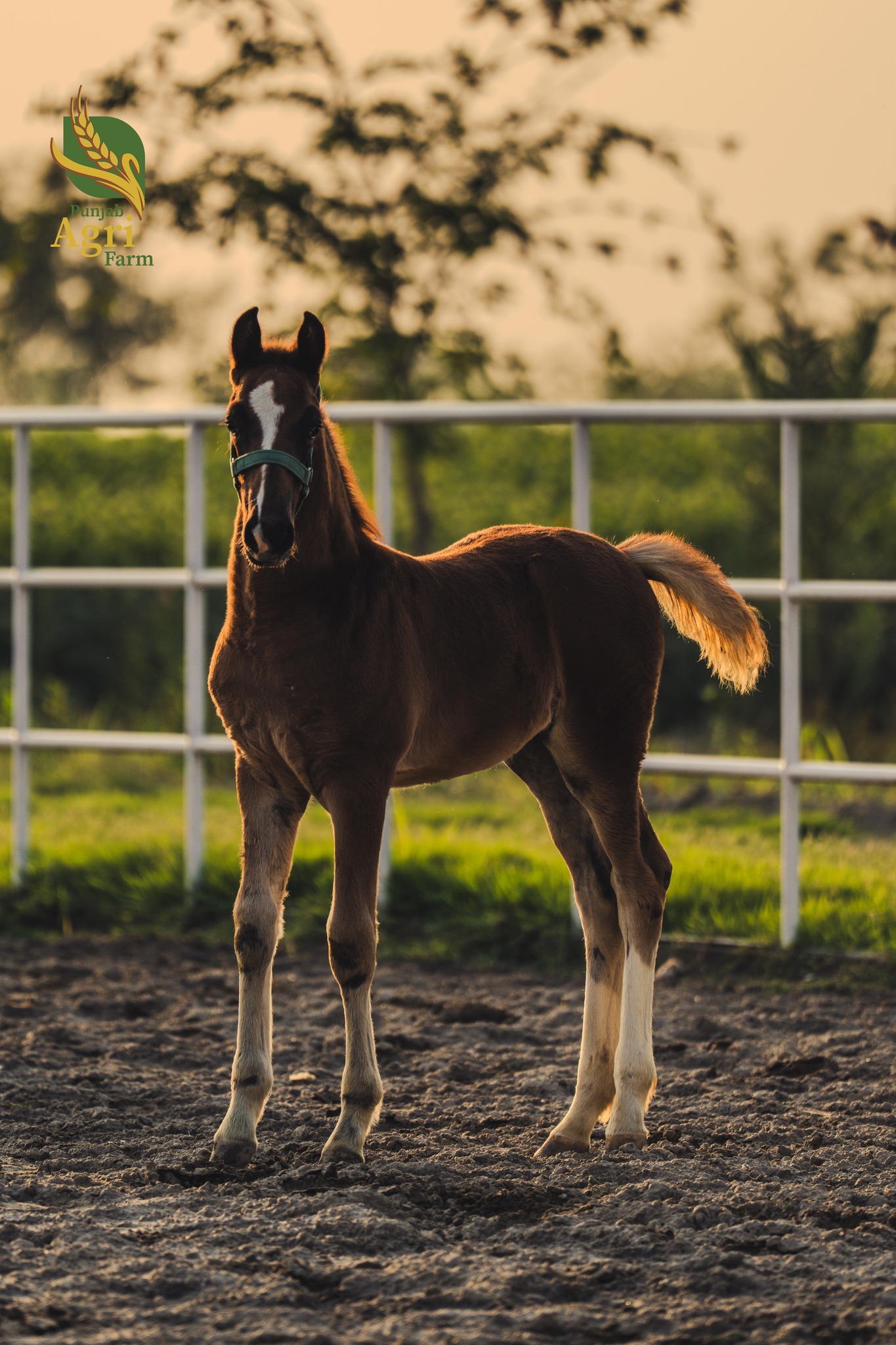 Odessa PAF ✨ Dutch Harness Horse filly by Pronkheer of Showline