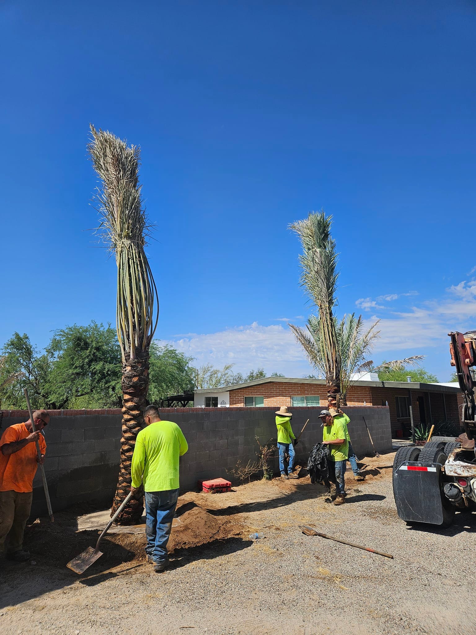 TC Tree Service LLC | Tucson AZ