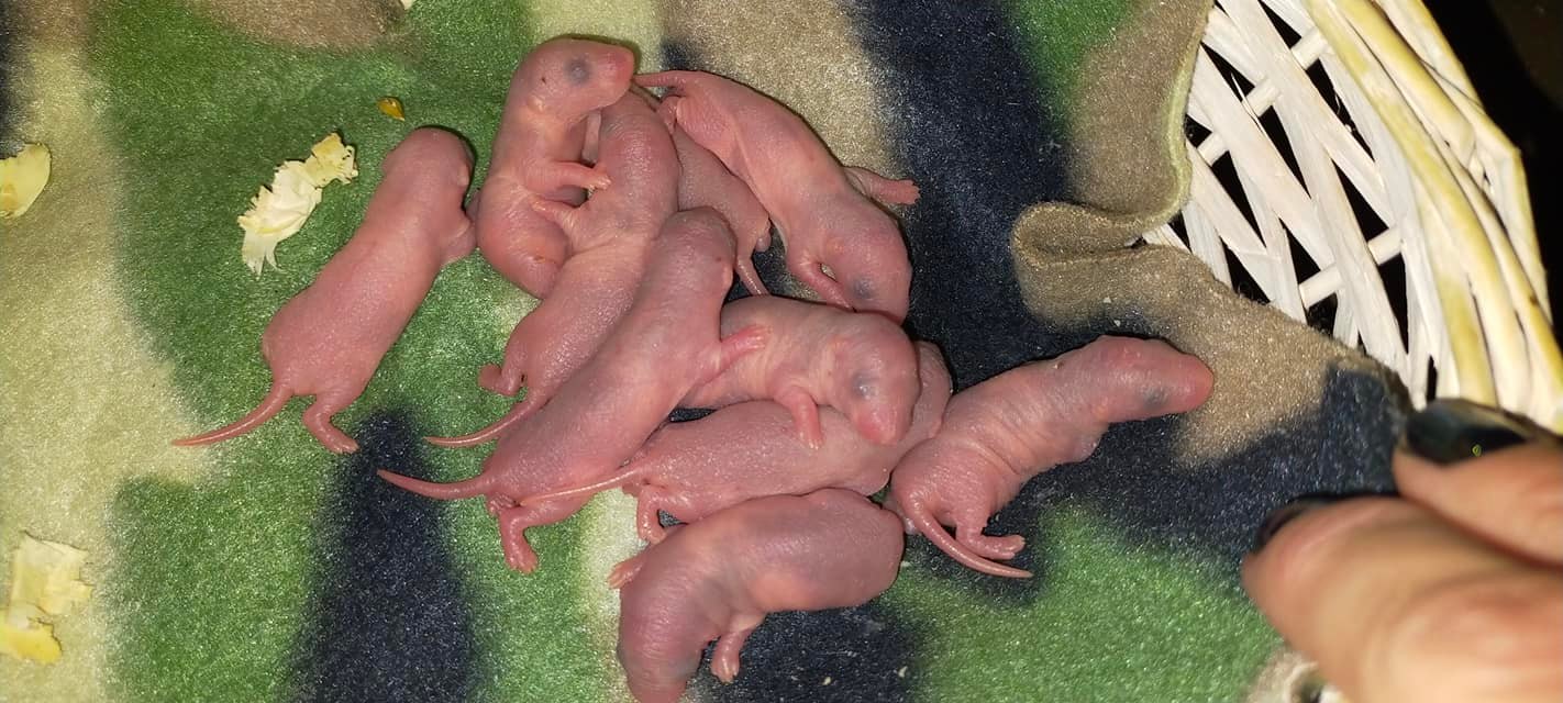 Wild Whiskers Rattery... - Wild Whiskers Rattery Gauteng