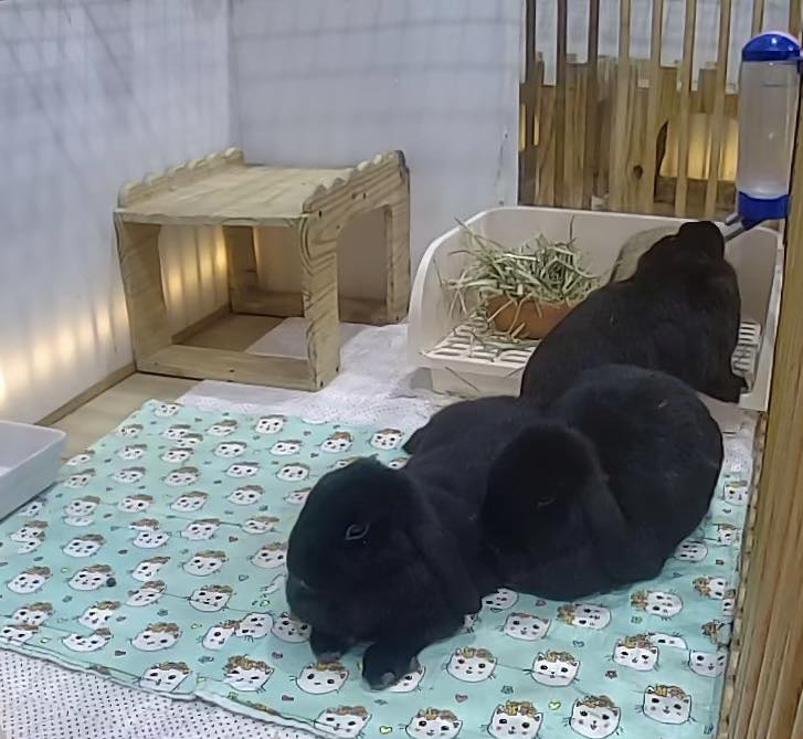 ในภาพนี้ มีกระต่ายกี่ตัว ?? 🤣... - HutCha-Rabbit-Home