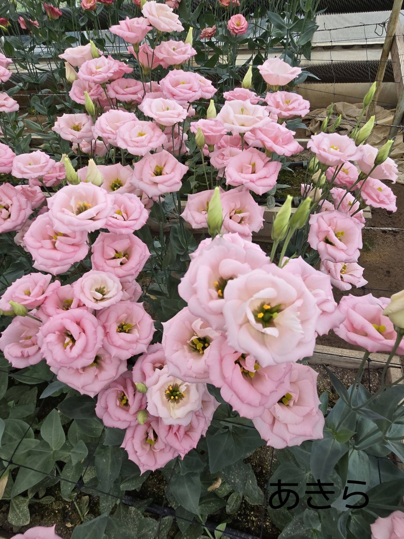 ［ゴマ］7/20以降発送 トルコキキョウ100サイズ ★希望色有 🌿🌸美しさを魅せる花き研究センターのトルコキキョウ🌸🌿【2026.8.2