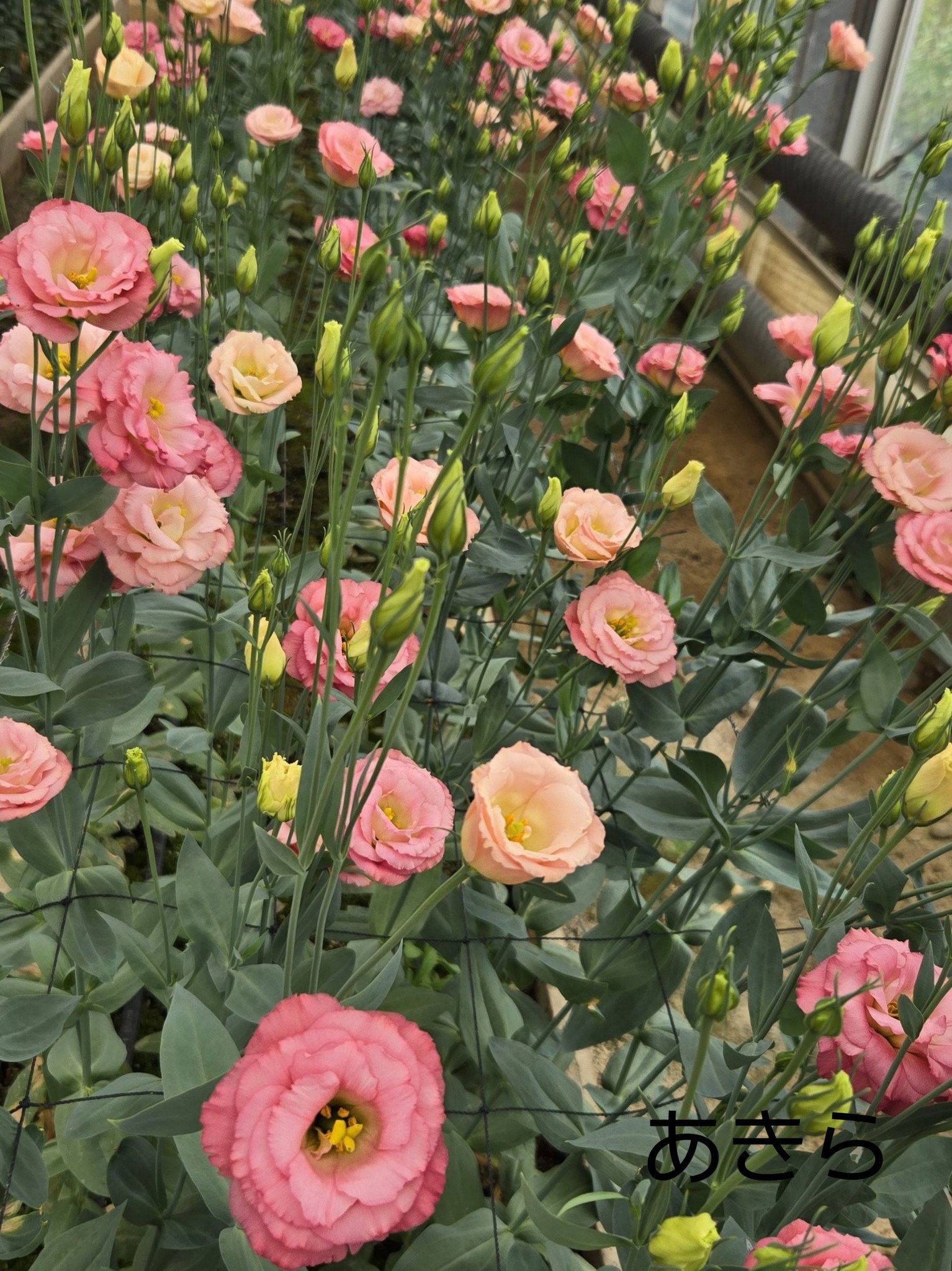 🌿🌸美しさを魅せる花き研究センターのトルコキキョウ🌸🌿【2026.8.2