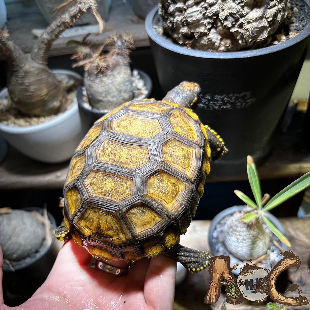 A O G 爬蟲及兩棲動物專門店 Art Of God Exotics Services - 黃腿象龜💛 中大型陸龜品種🐢 體格比較強壯，新手 ...