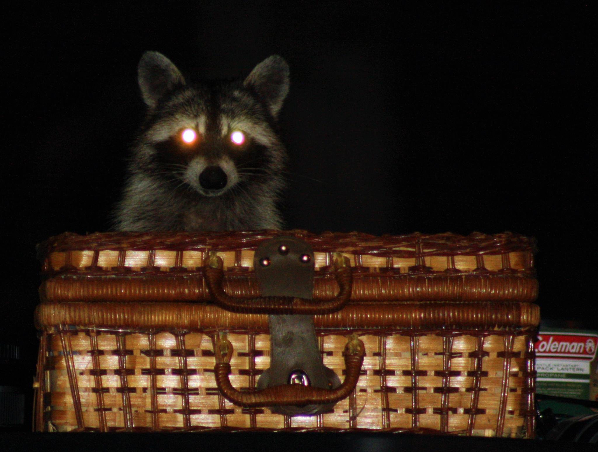 Bold, somewhat aggressive and mischievous are the raccoons of