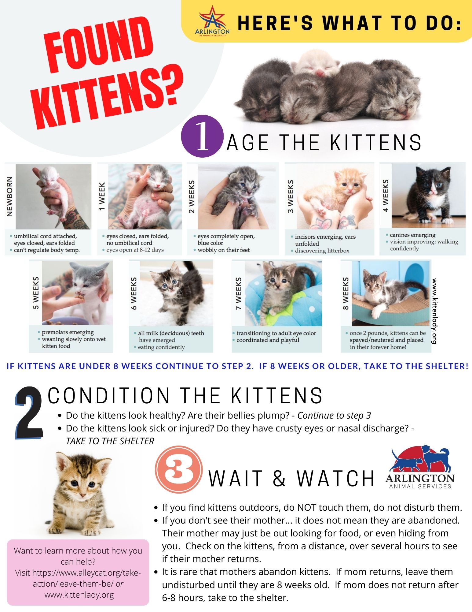 Kitten season is knocking at our doors If you find kittens