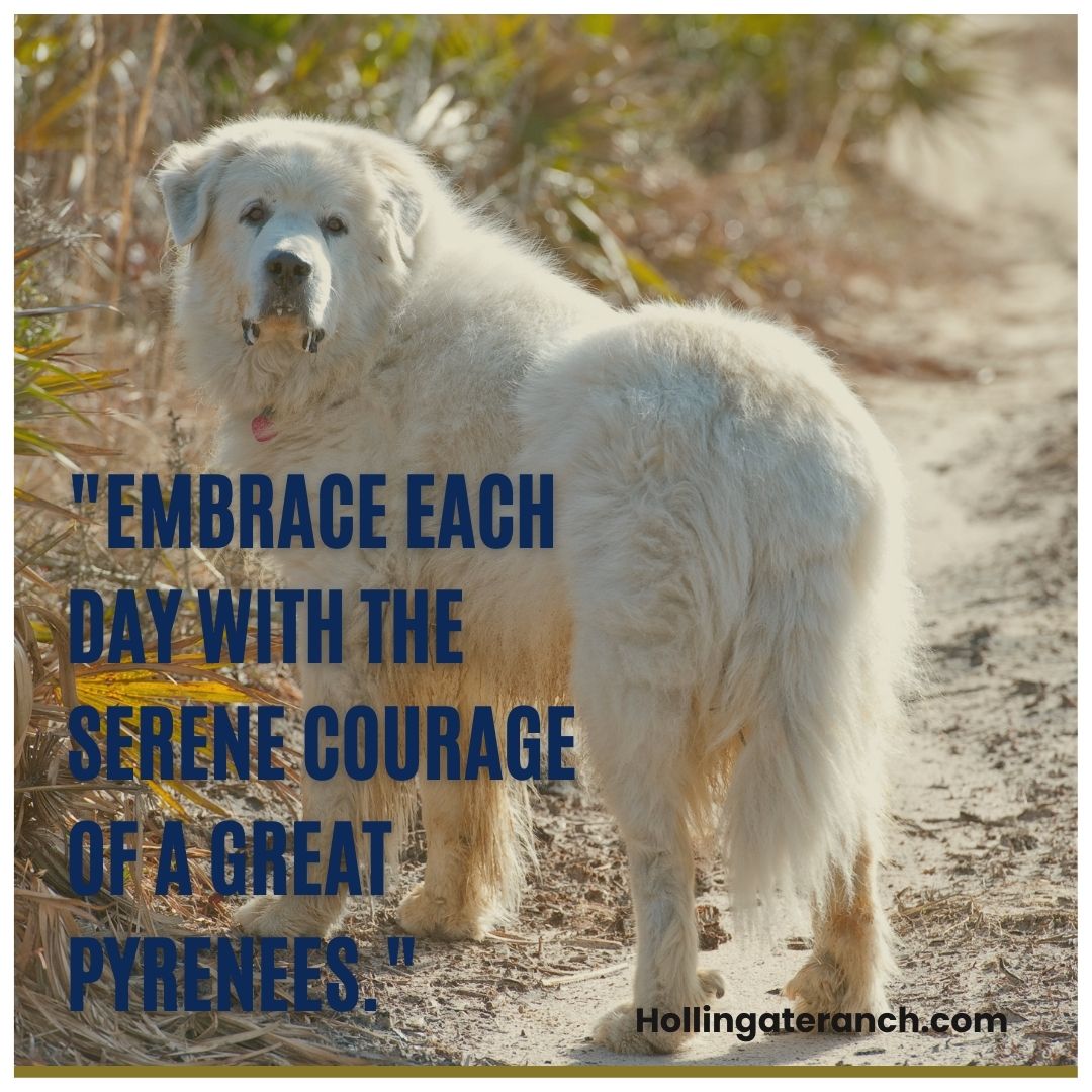 Hollin Gate Ranch Great Pyrenees of Neenach