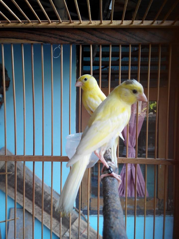 Canary Breeding For Song Quality photo