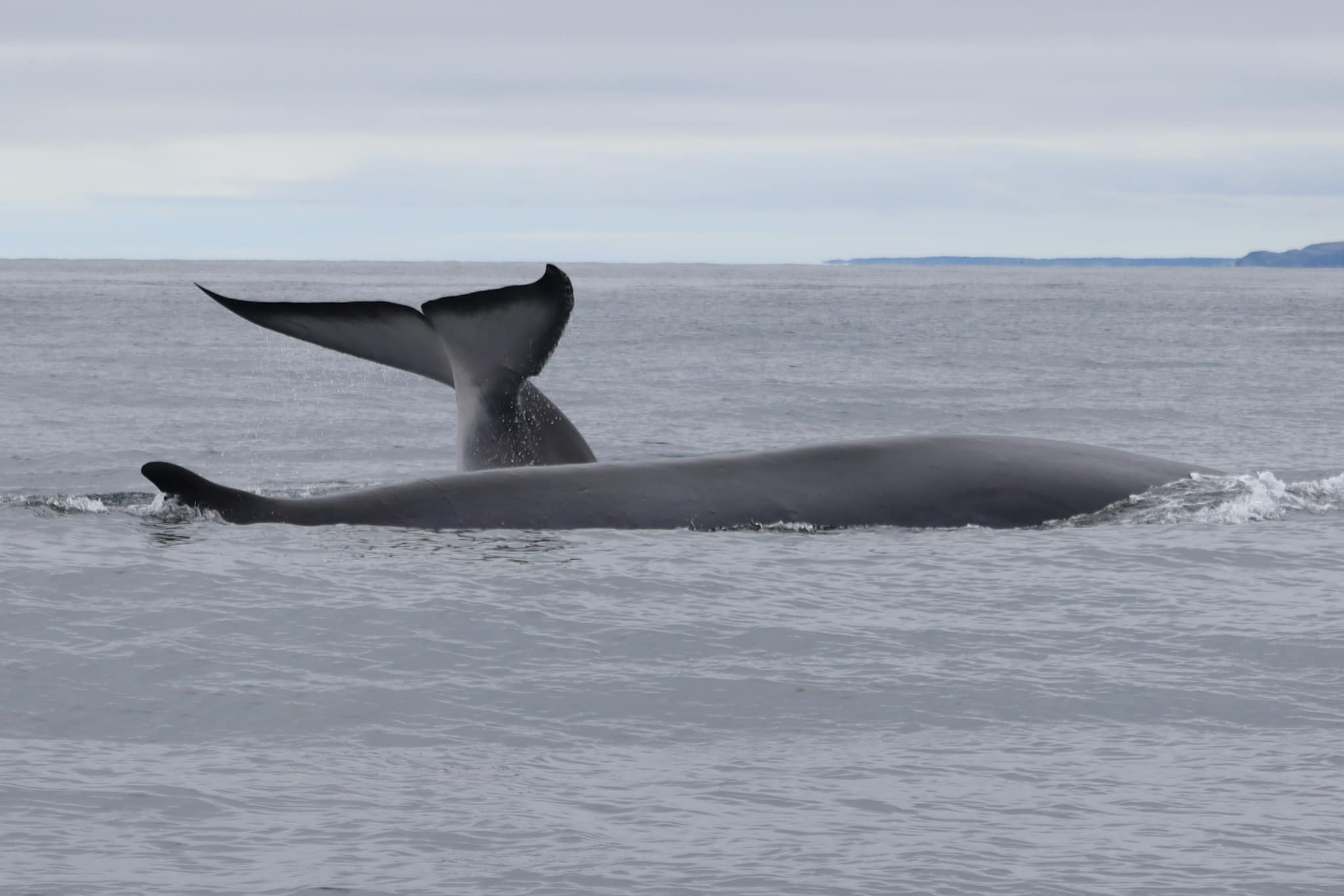 It’s very rare to see Fin... - Discovery Sea Adventure Tours | Facebook
