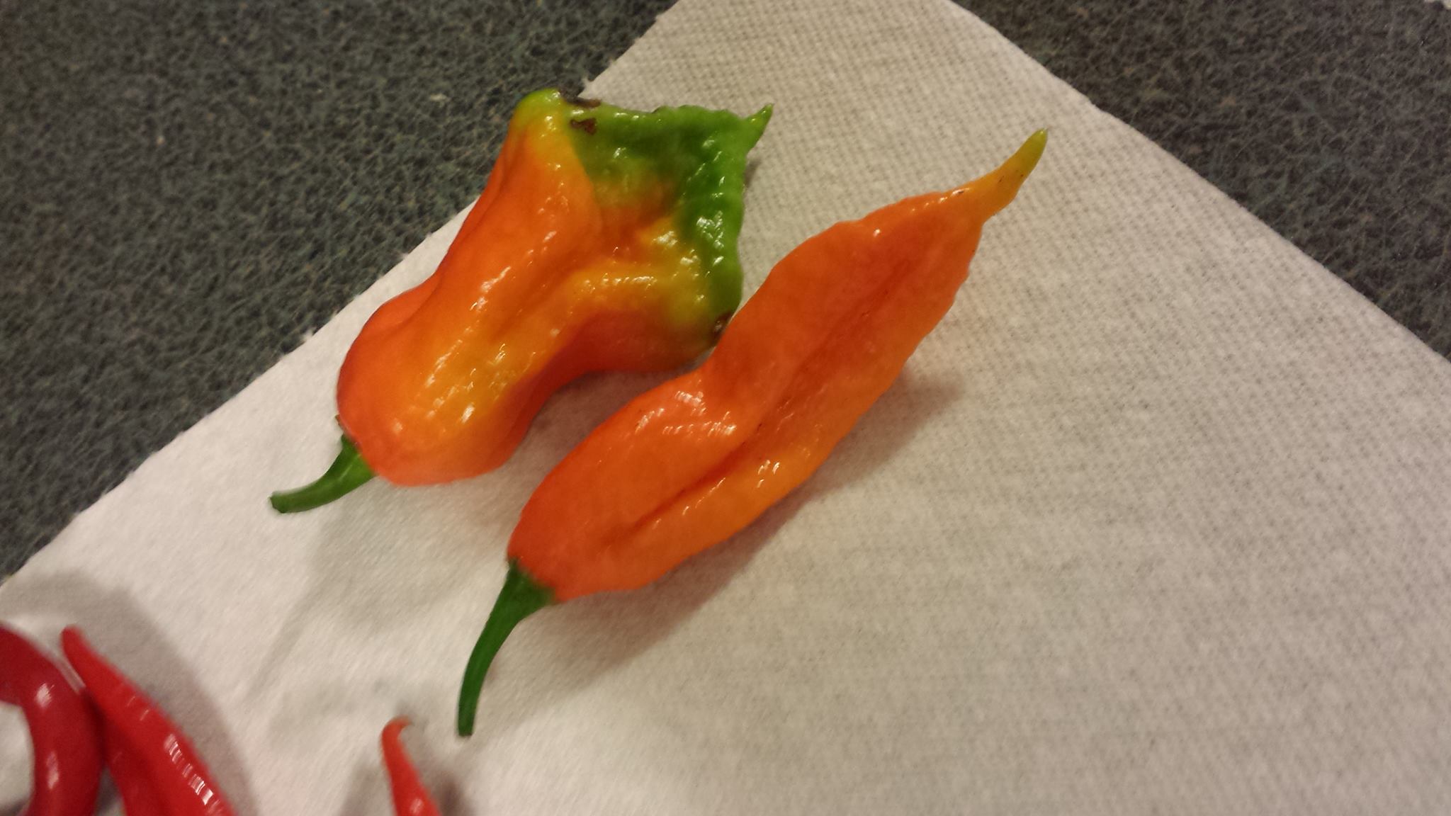 Sauce Piquante Woodstock - Mélange Scorpion Pepper, Ghost Pepper, Habanero, Scotch Bonnet - Sans Conservateurs