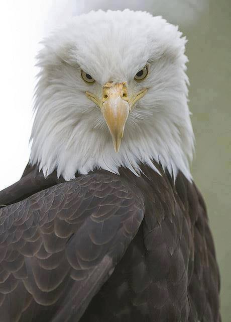 Even though this amazing eagle is not able to be released into the