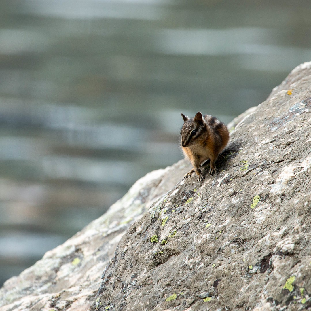 Grand - 🐿️ Chipmunks are settled into their burrows for the winter ...
