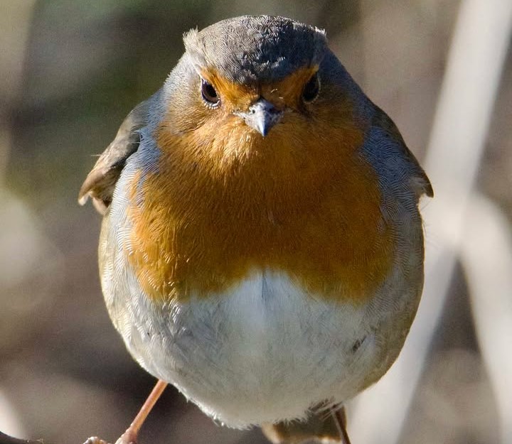BBC Kent - A robin enjoying the sun in Ramsgate. ☀️ Thank...