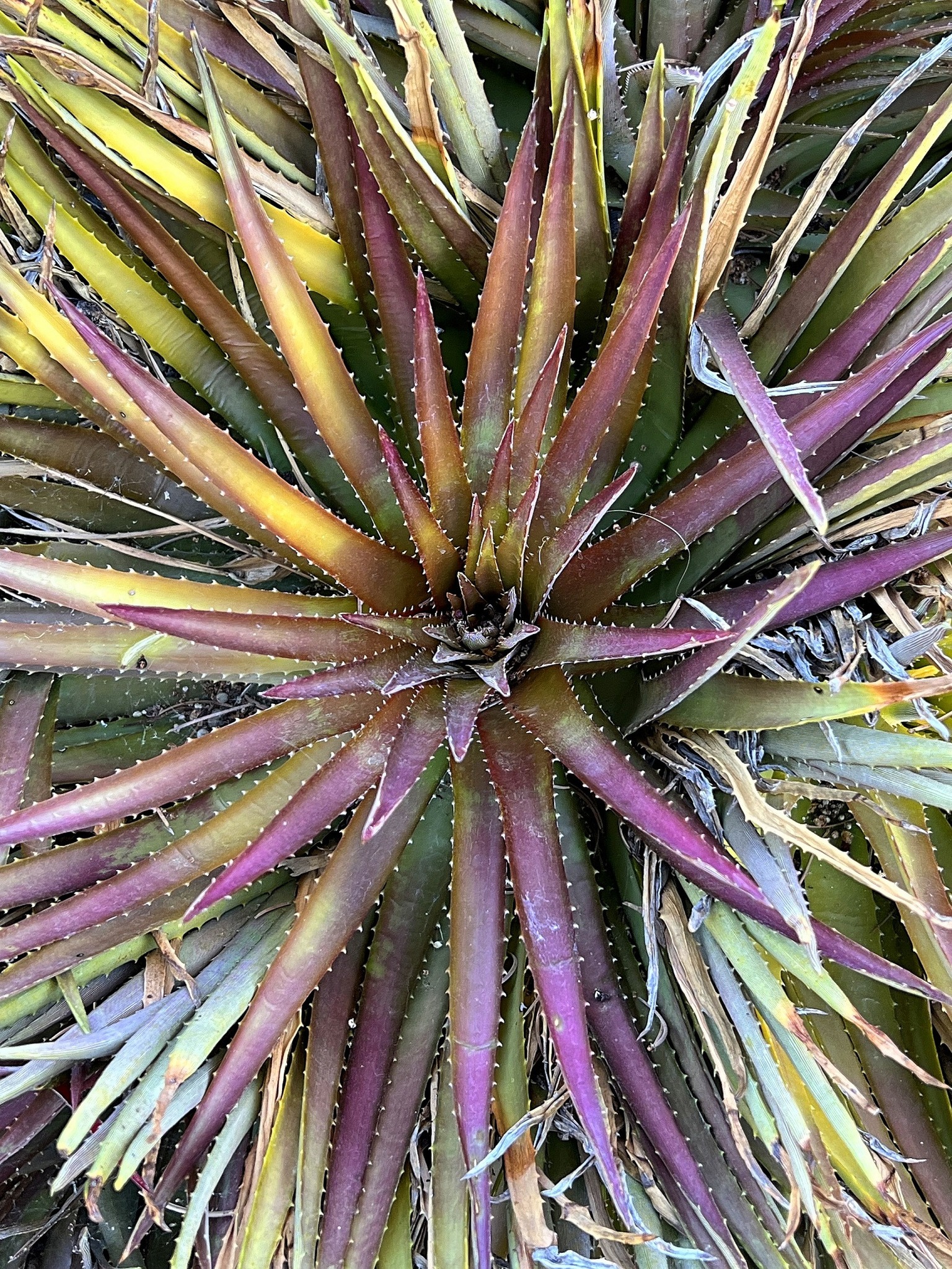 Dyckia goehringii x affinis argentea plant