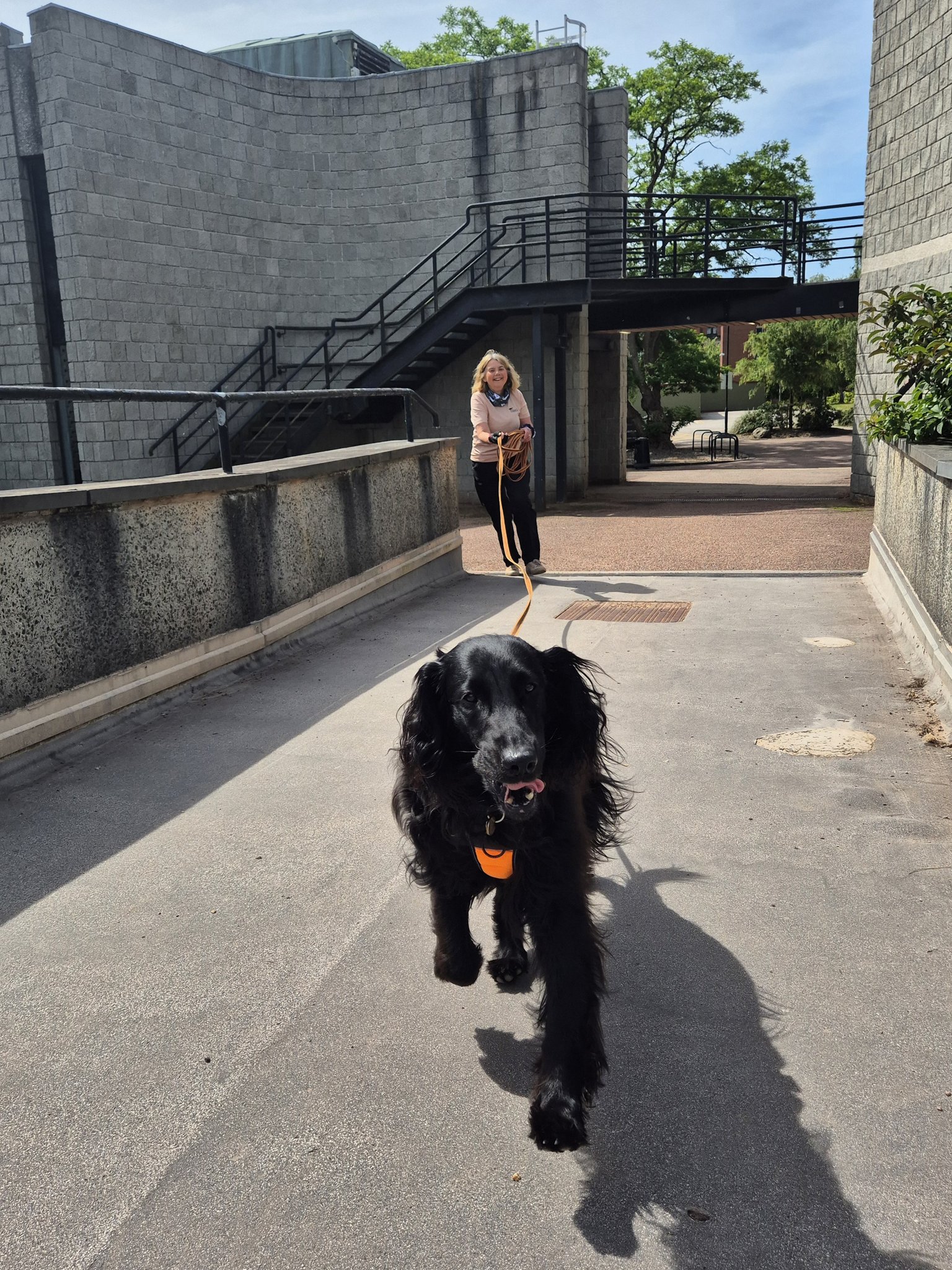 Tap into your dog's natural instincts with mantrailing. It builds ...